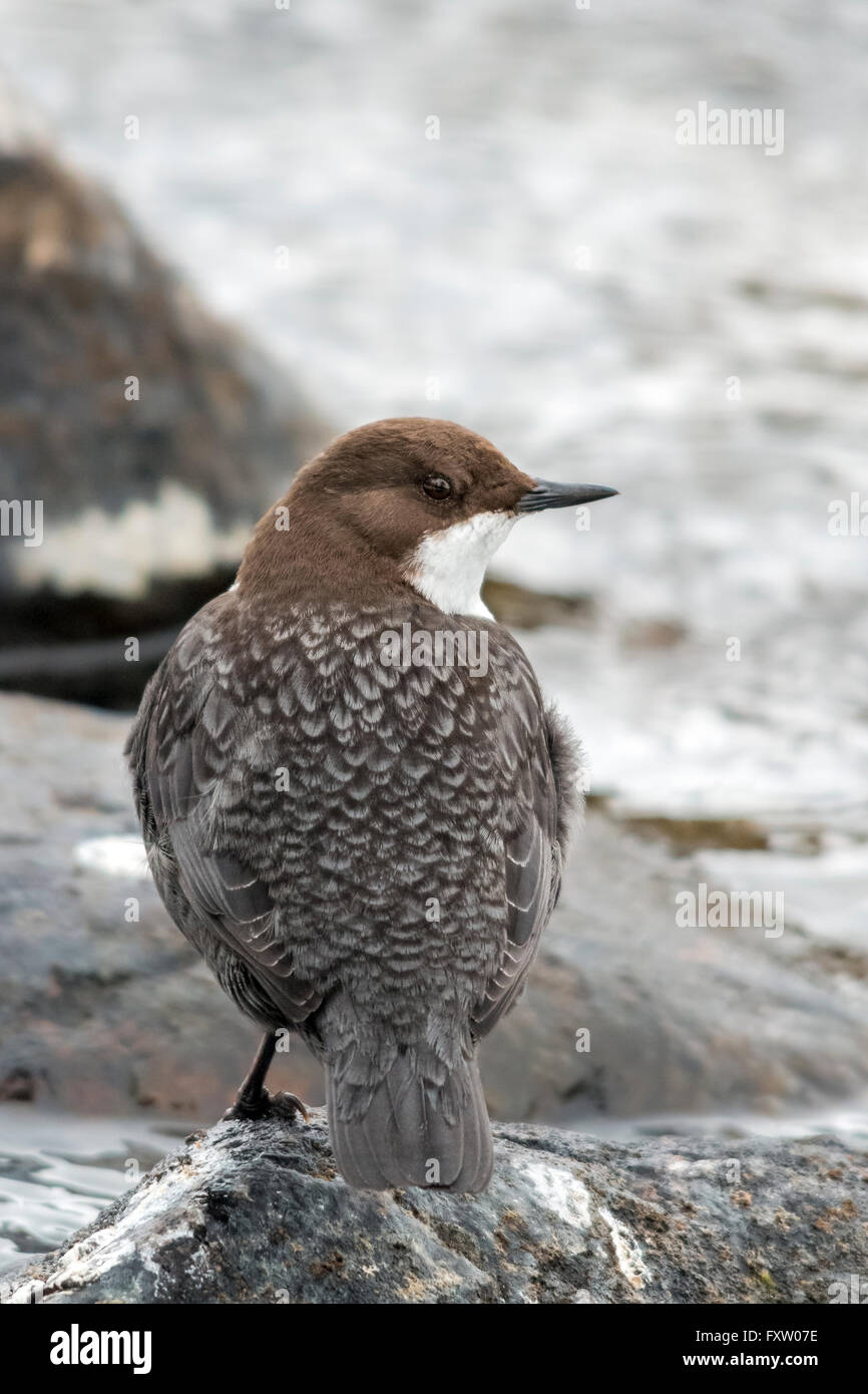 Bianco-throated bilanciere (Cinclus cinclus) Foto Stock