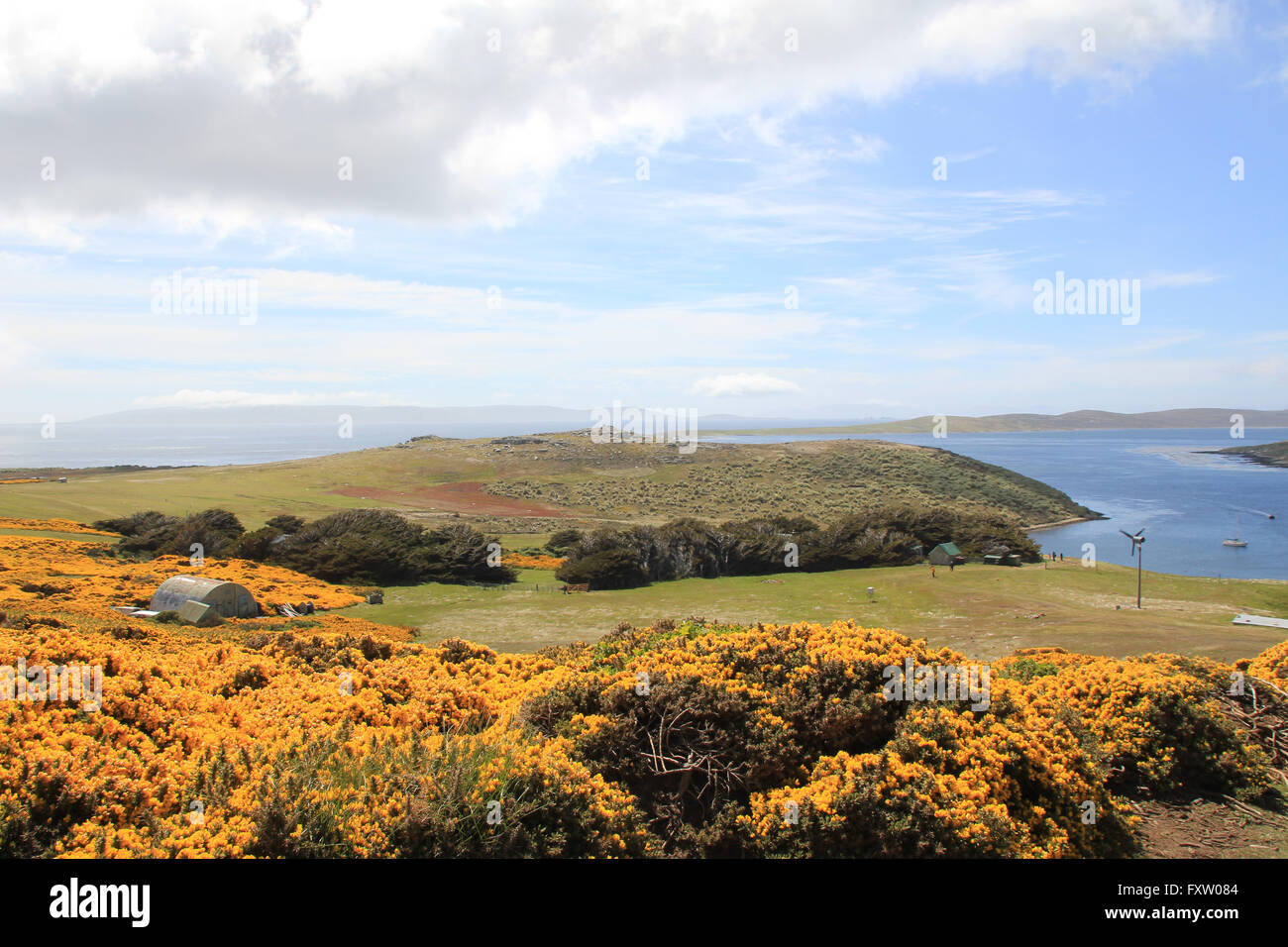 Il gorseland di West Point Island, Isole Falkland Foto Stock