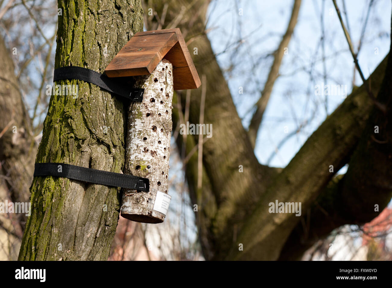 Legno hotel insetto su albero nel parco, albero registro con fori per aiutare la natura, gli animali di habitat in primavera stagione in Polonia. Foto Stock