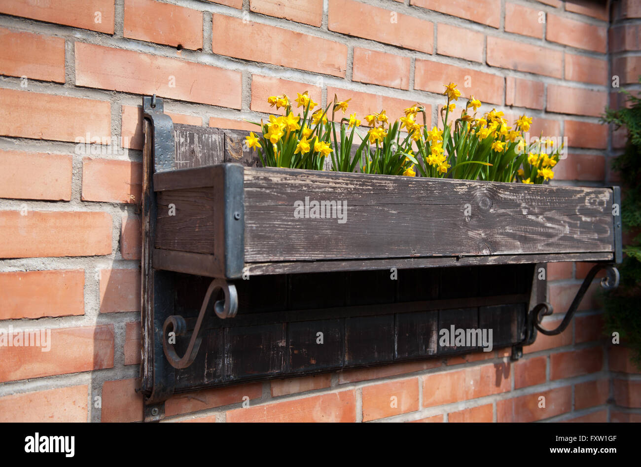 Daffodil fiori Costruire decorazione, giallo di piante fiorite crescente decorazione in legno lunga fioriera attaccata alla parete rossa. Foto Stock