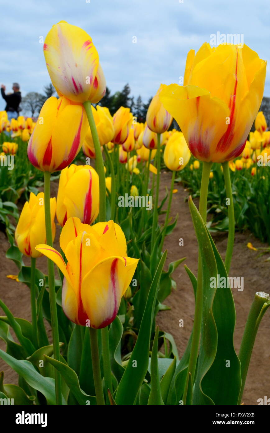 Giallo e rosso tulipani a strisce in un campo Foto Stock