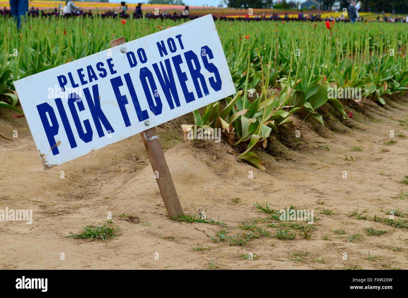 Per favore non raccogliere fiori segno Foto Stock