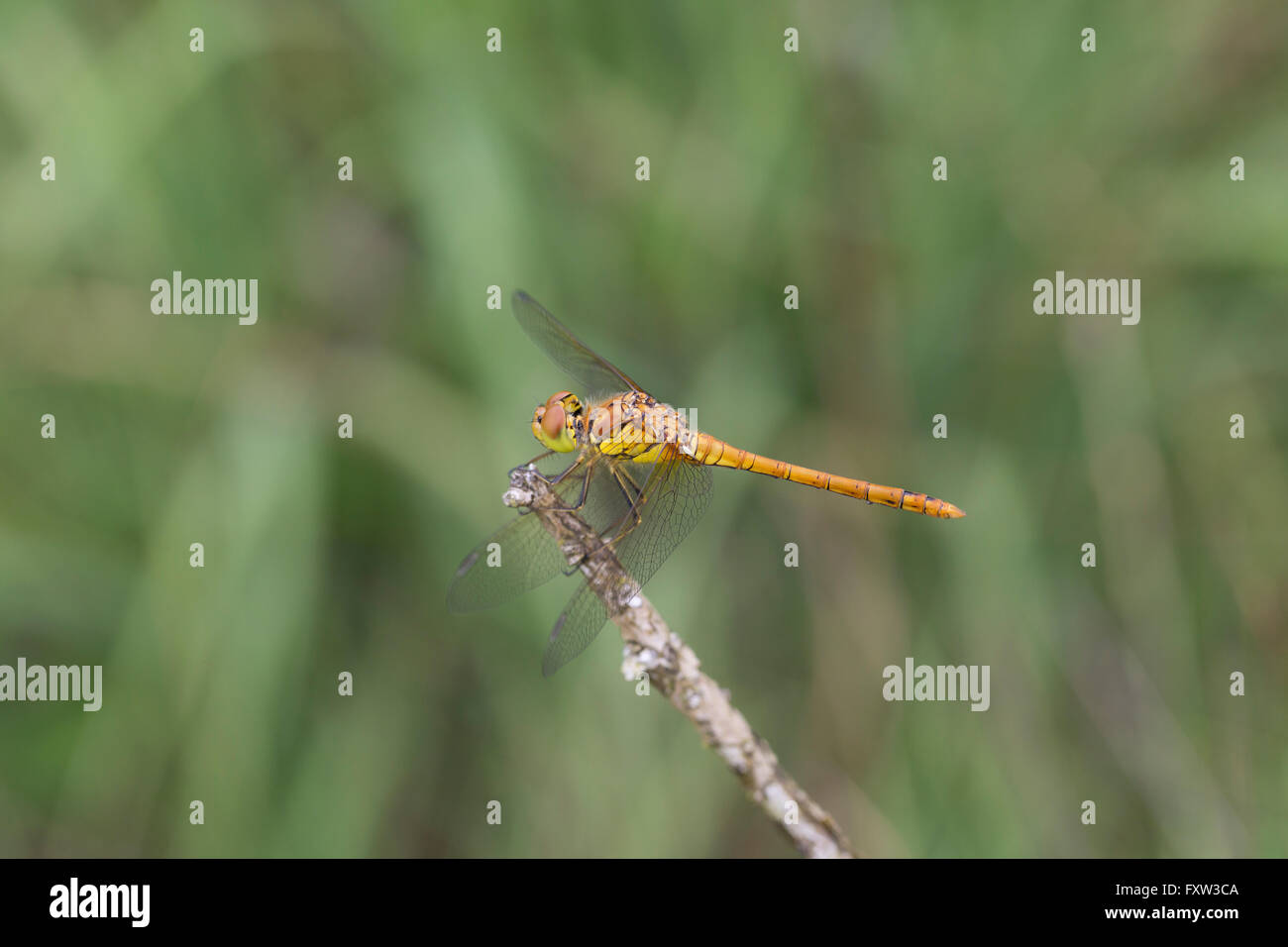 Nero Darter Dragonfly; Sympetrum danae unico maschio immaturo su ramoscello Cornwall, Regno Unito Foto Stock