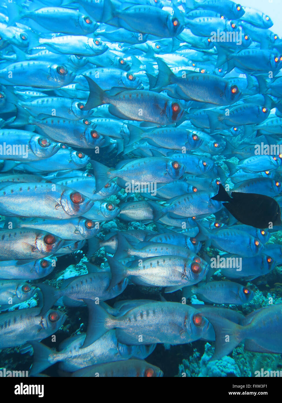 Bigeyes, fratello isole, Mar Rosso, Egitto Foto Stock