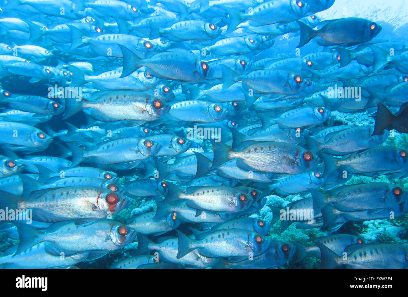 Bigeyes, fratello isole, Mar Rosso, Egitto Foto Stock