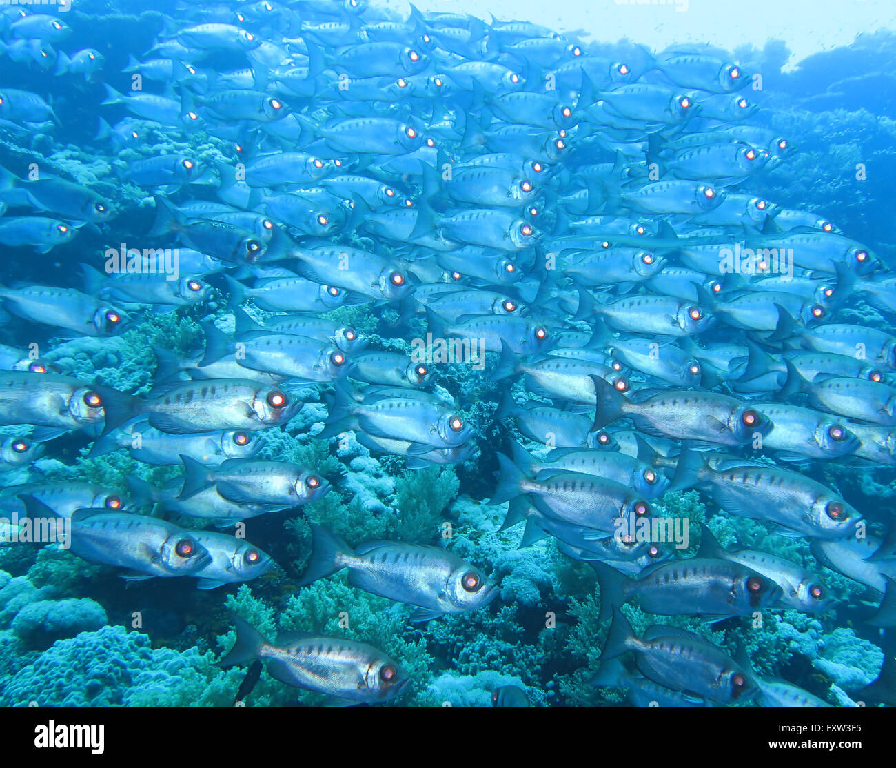 Bigeyes, fratello isole, Mar Rosso, Egitto Foto Stock