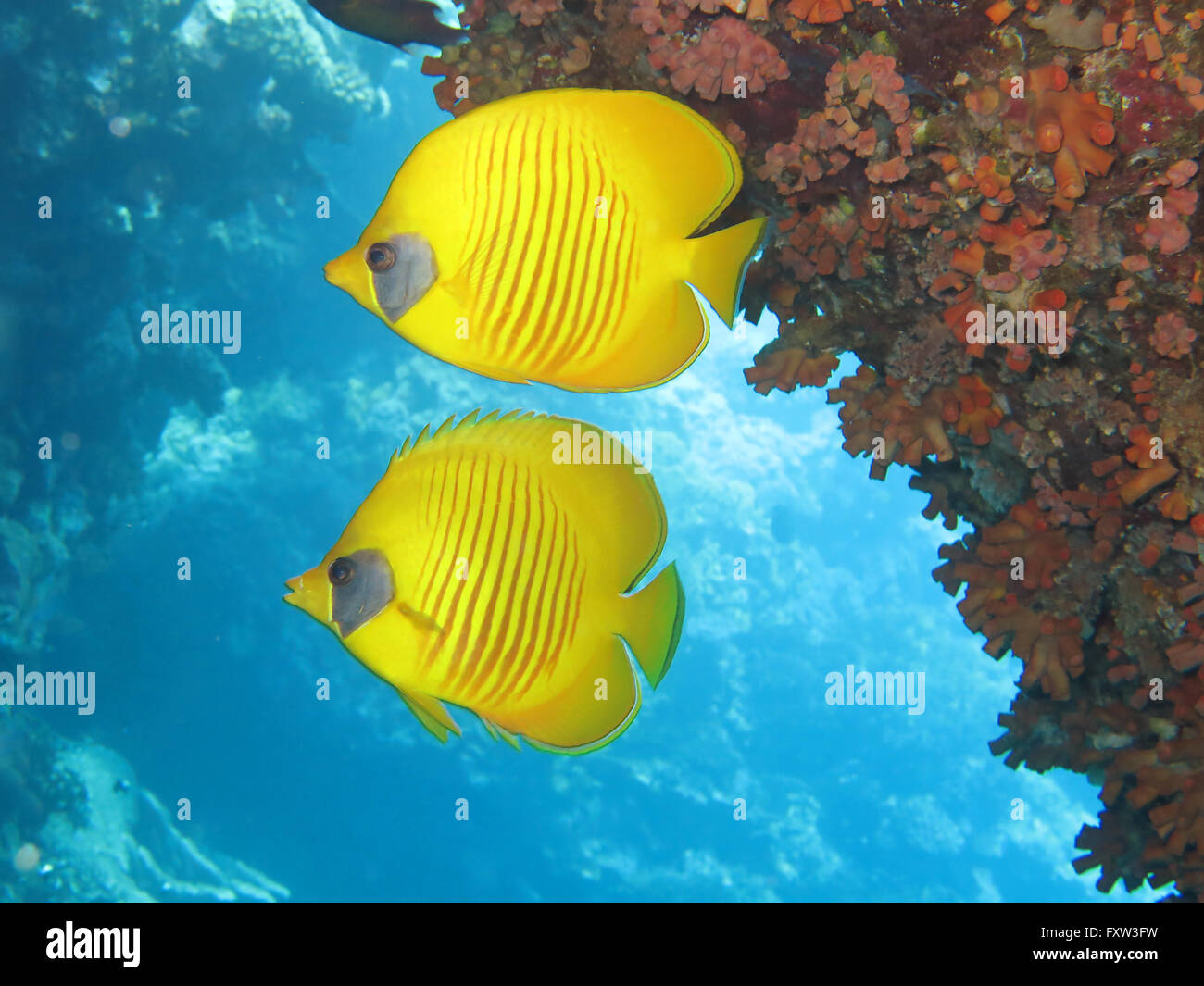 Masken-Falterfische (Chaetodon semilarvatus), il fratello isole, Rotes Meer, Aegypten ha Foto Stock