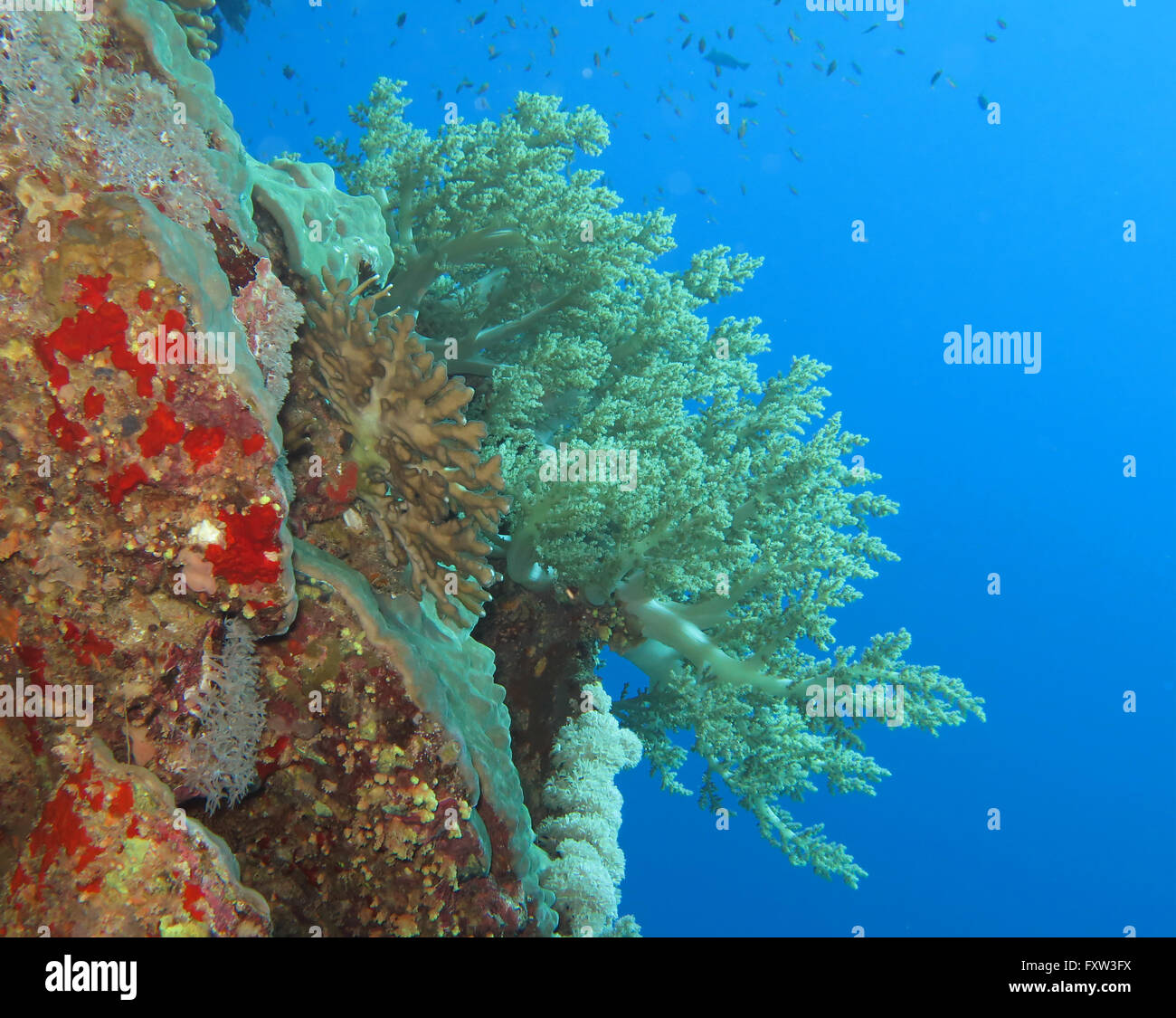 Brokkoli-Koralle, fratello isole, Rotes Meer, Aegypten ha Foto Stock