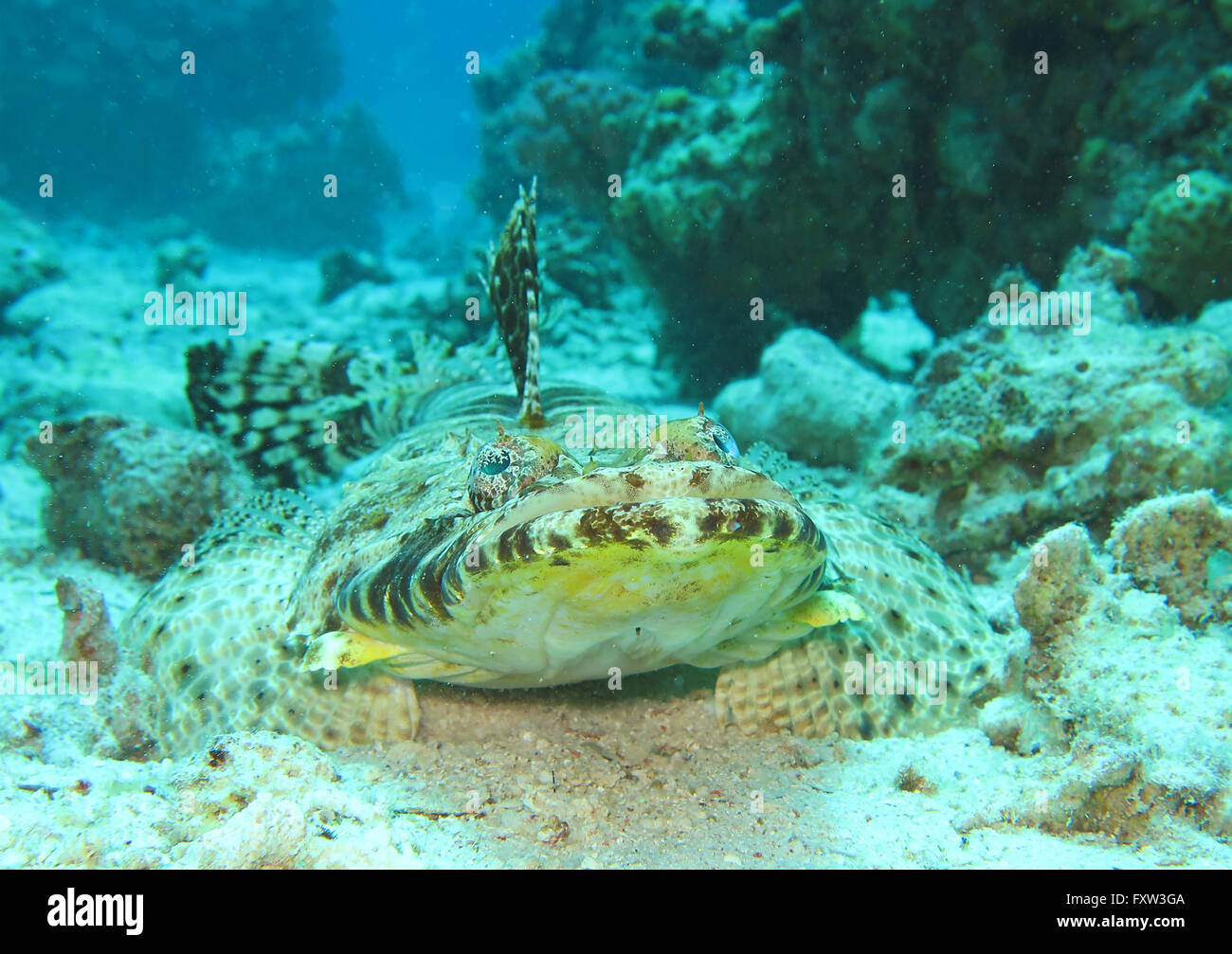 Krokodilfisch (Papilloculiceps longiceps), il fratello isole, Rotes Meer, Aegypten ha Foto Stock