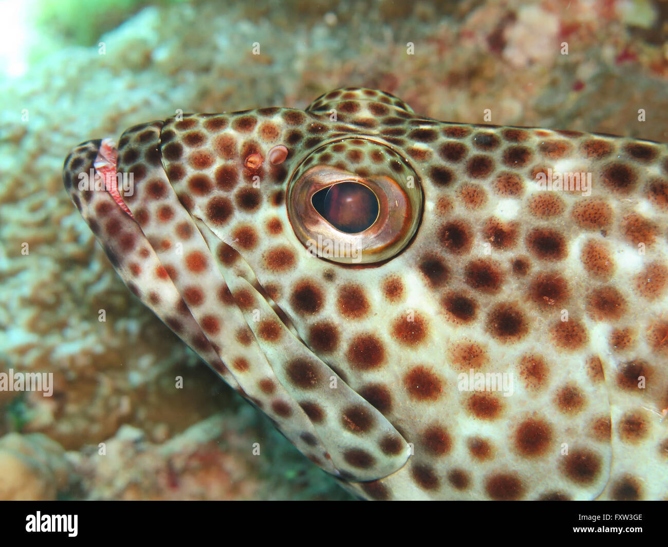 Zackenbarsch (Epinephelinus), il fratello isole, Rotes Meer, Aegypten ha Foto Stock