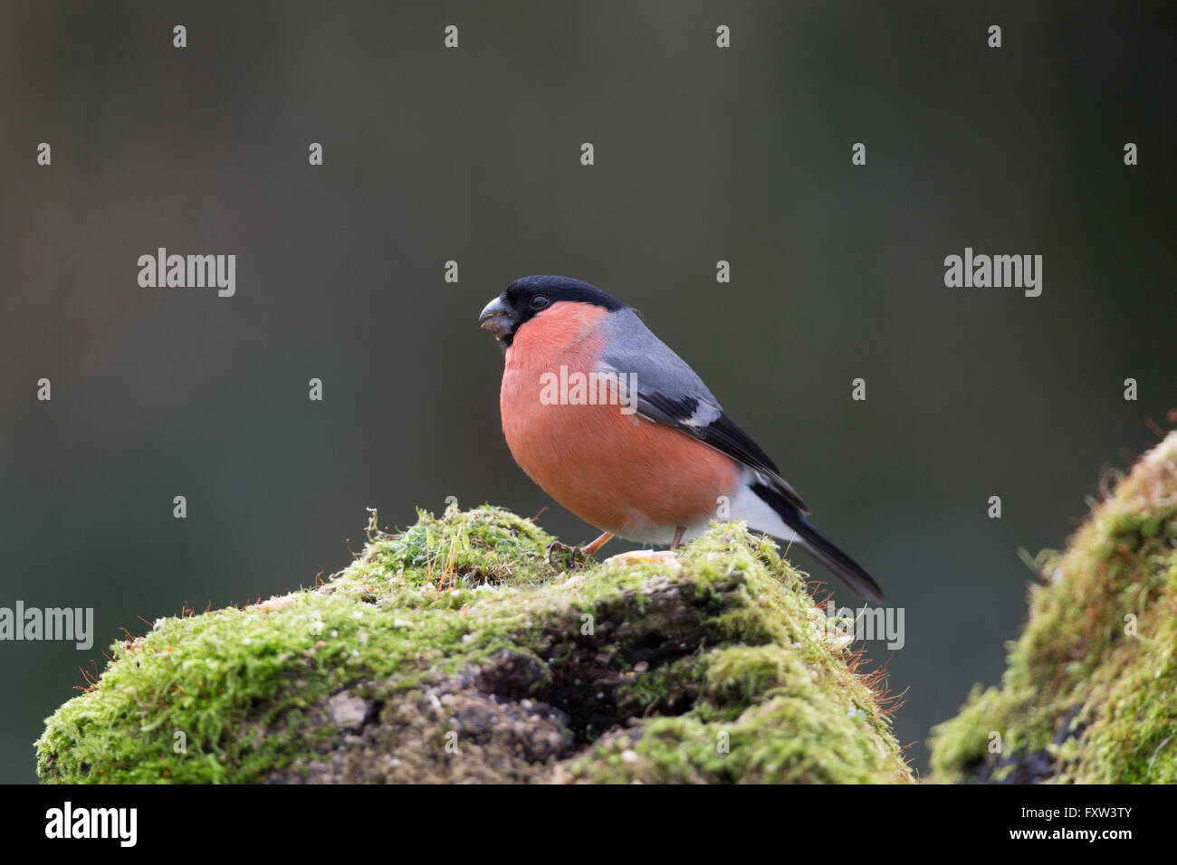 Bullfinch; Pyrrhula pyrrhula maschio singolo sul registro di muschio Cornwall, Regno Unito Foto Stock
