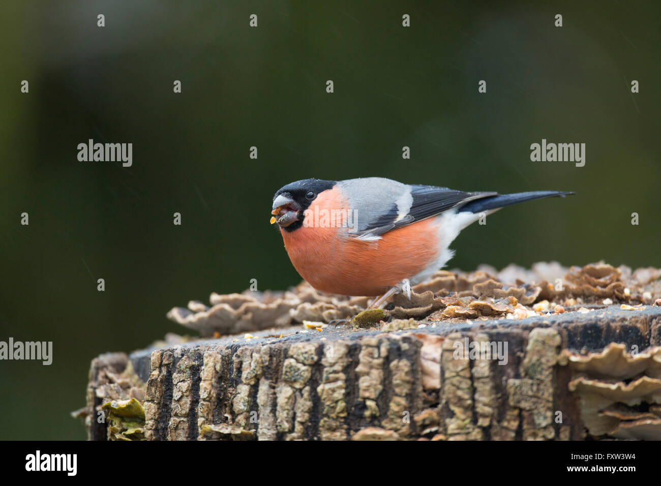 Bullfinch; Pyrrhula pyrrhula maschio singolo mangiare sotto la pioggia Cornwall, Regno Unito Foto Stock