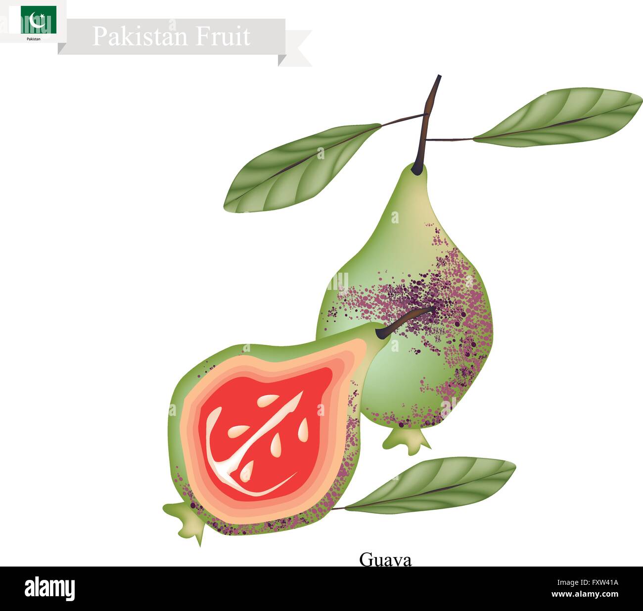 Il Pakistan frutta, illustrazione della guaiava. Uno dei più popolari dei frutti in Pakistan. Illustrazione Vettoriale