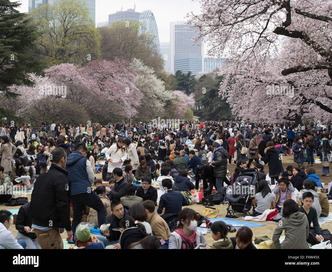 Hanami Cherry Blossom parti in Shinjuku Gyoen, Tokyo Foto Stock