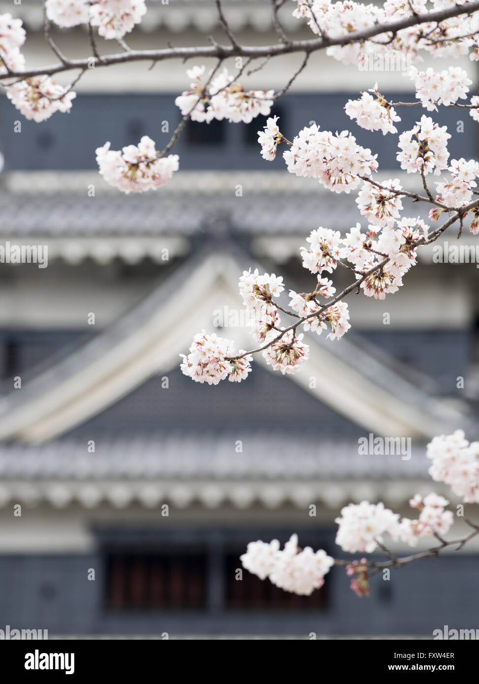 Il Castello Matsumoto con la fioritura dei ciliegi, Prefettura di Nagano, Giappone Foto Stock