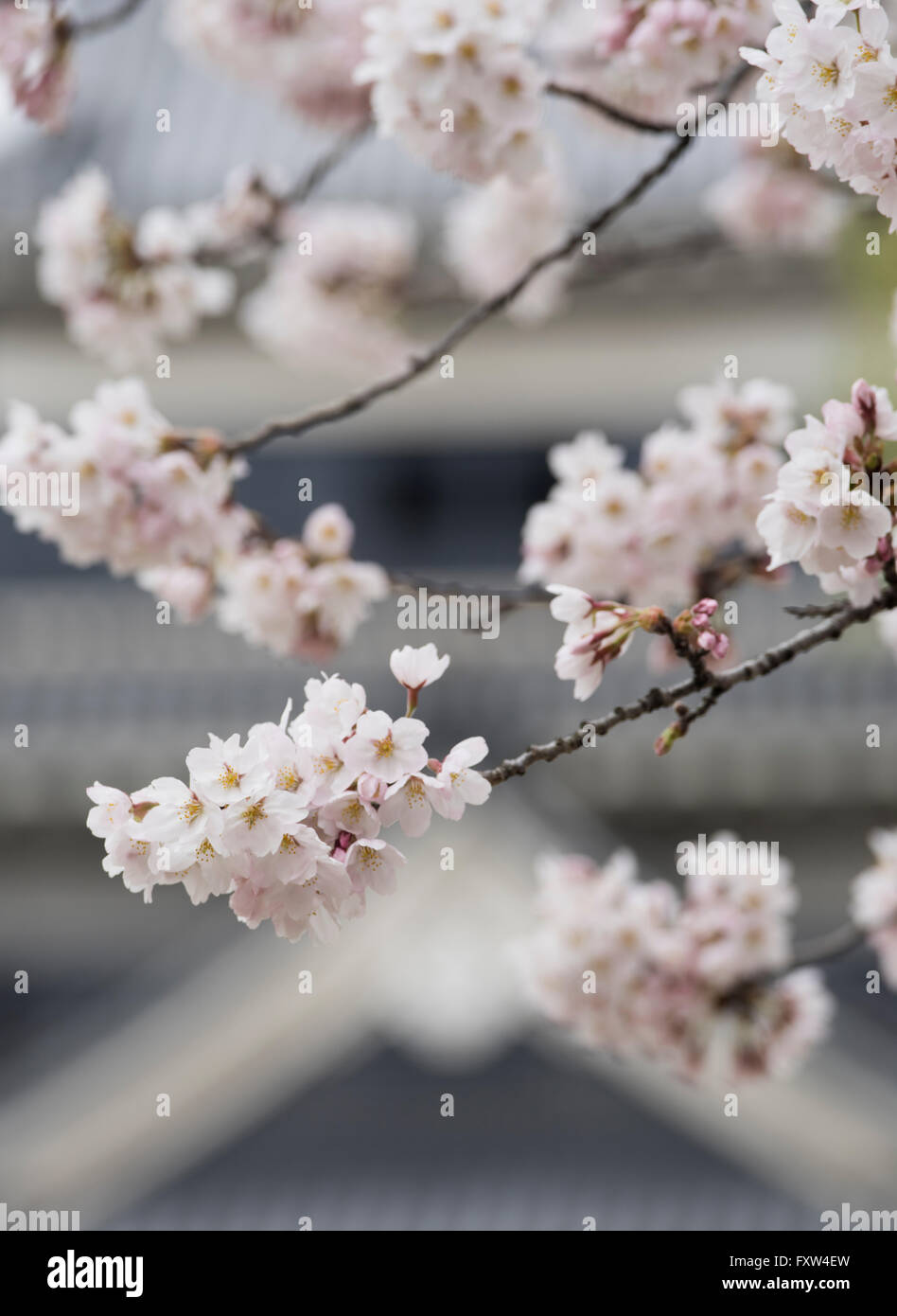Il Castello Matsumoto con la fioritura dei ciliegi, Prefettura di Nagano, Giappone Foto Stock