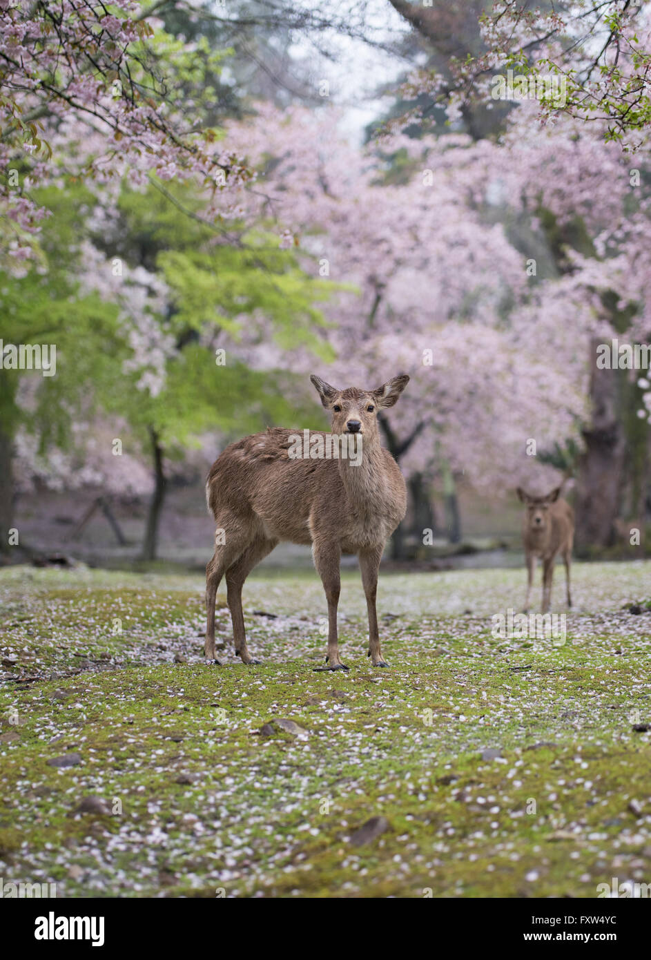 Cervi nel Parco di Nara tra fiori di ciliegio. Nara, Giappone Foto Stock