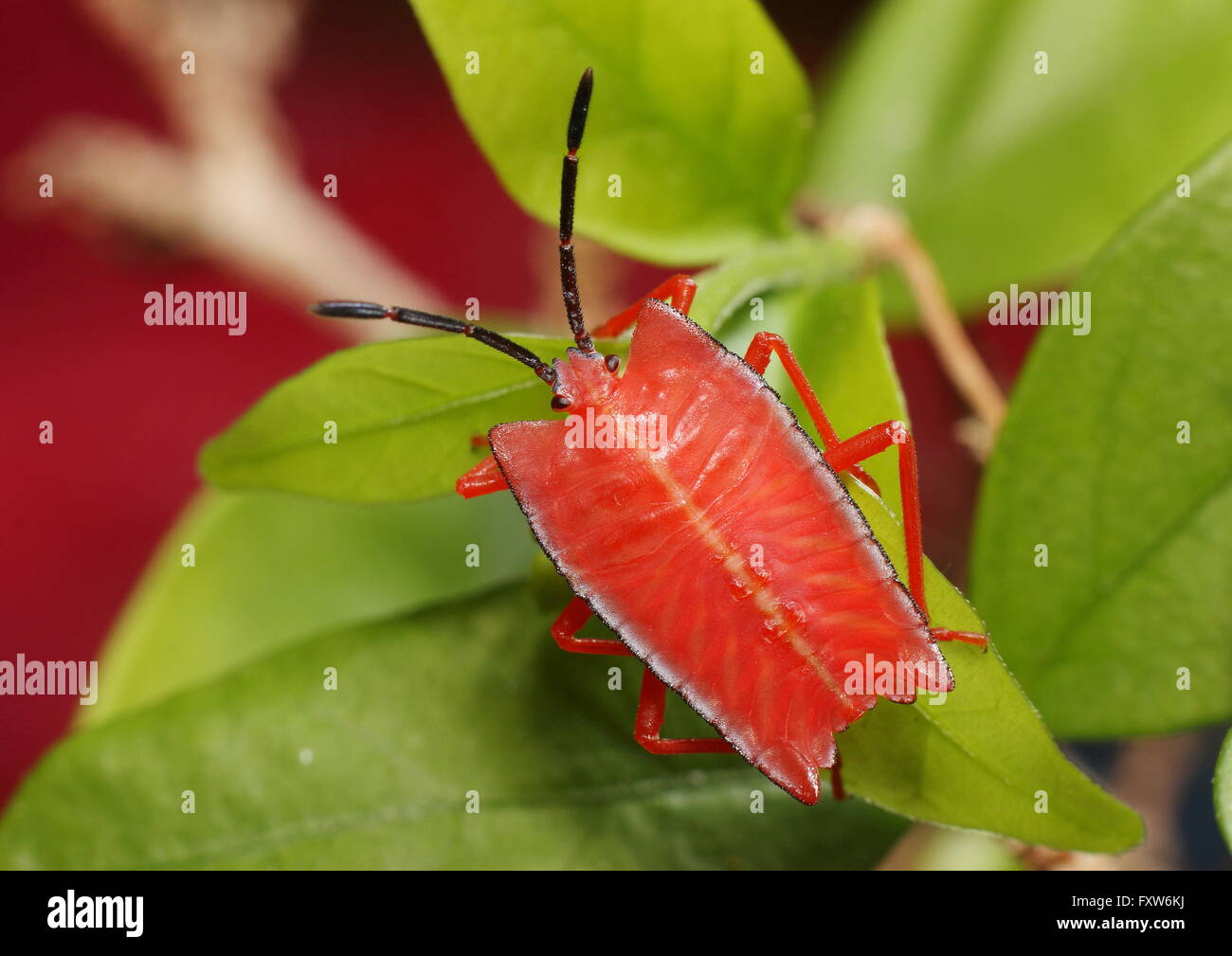 Ninfa dello scudo bug Pycanum Rubens, di colore rosso vivo. Questo ninfa sembra niente come il suo adulto che è di colore verde. Foto Stock