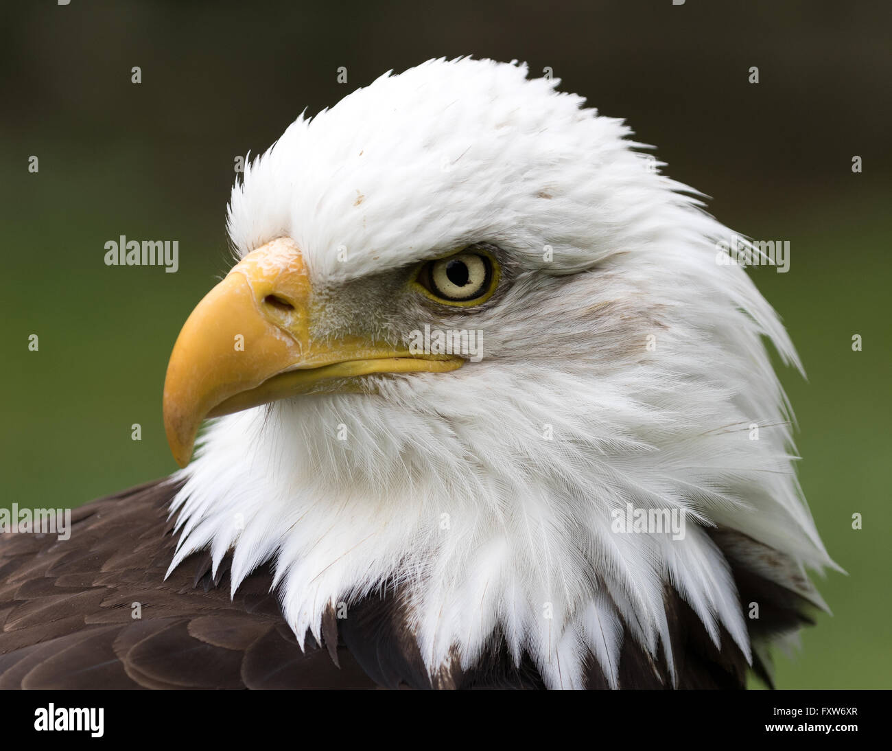 Close up testa-shot di Bald Headed Eagle con sfondo verde. Foto Stock