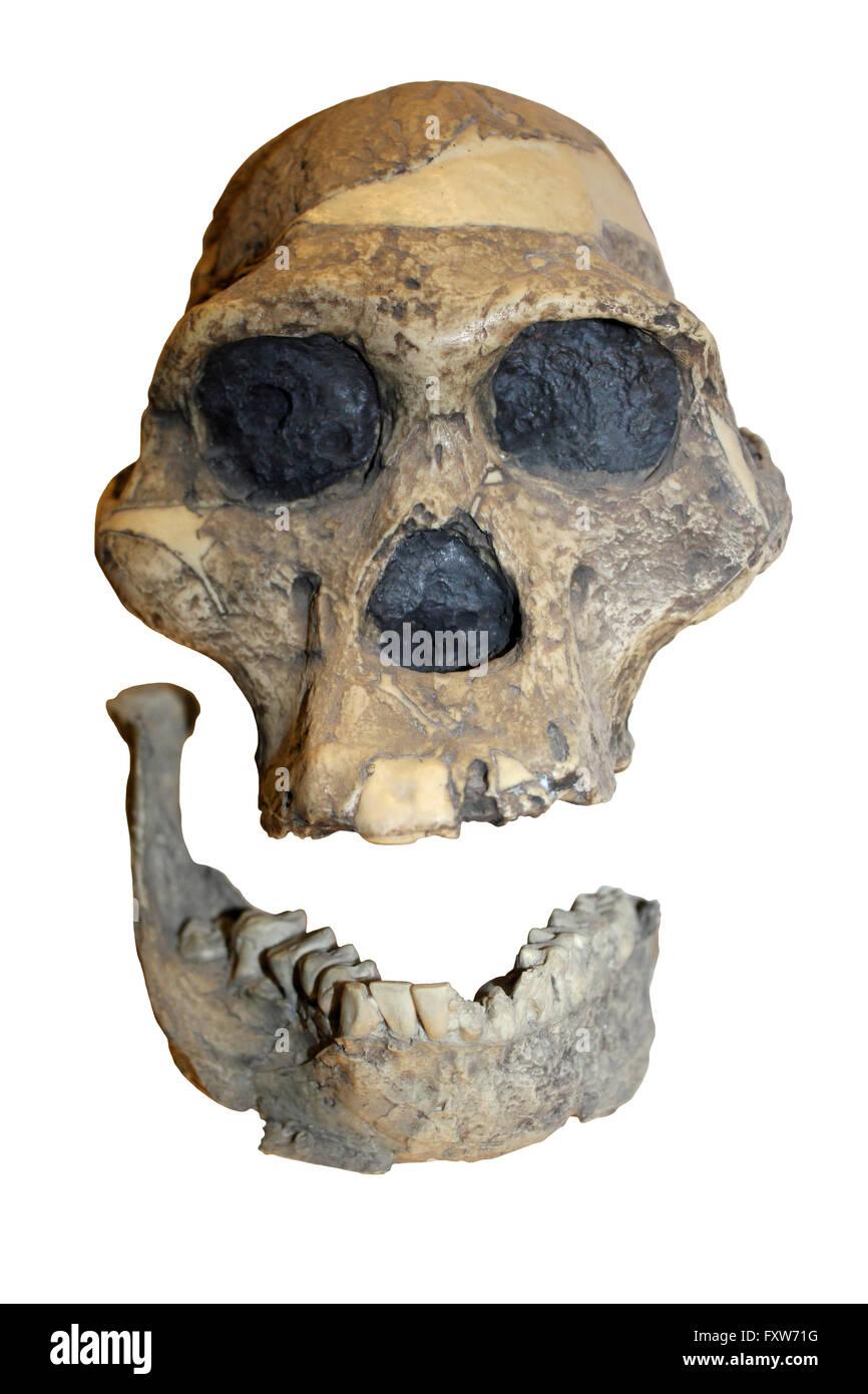 Australopithecus africanus cranio Cast (Mrs PLE) Sterkfontein, Transvaal, Sud Africa Foto Stock