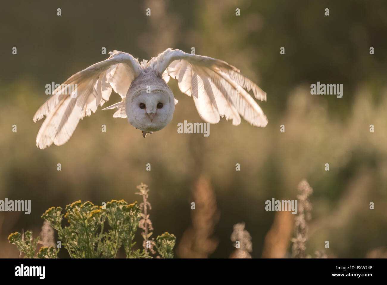 Barbagianni volando sopra la campagna inglese. Foto Stock