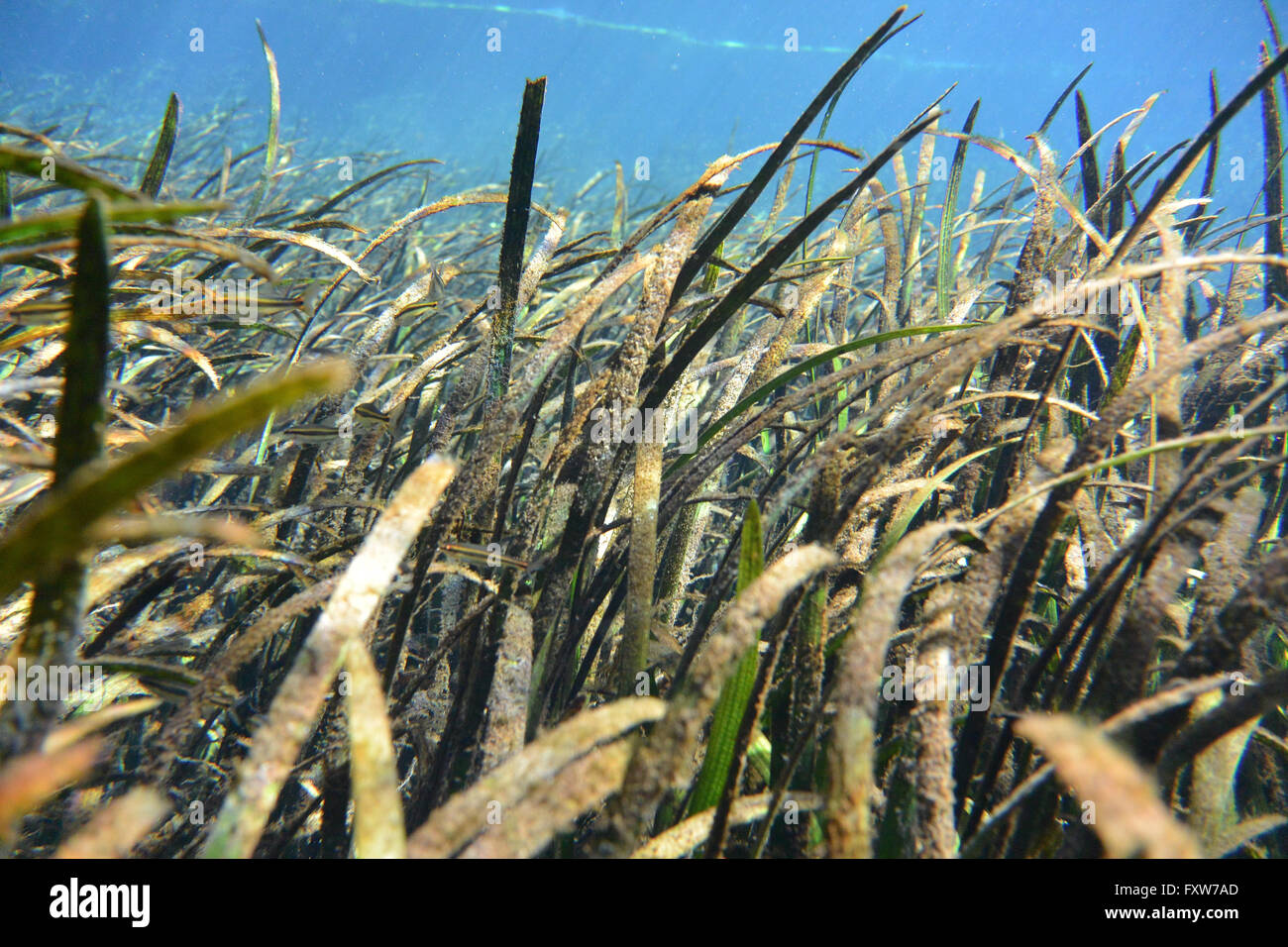 Eelgrass in una molla a Florida Foto Stock