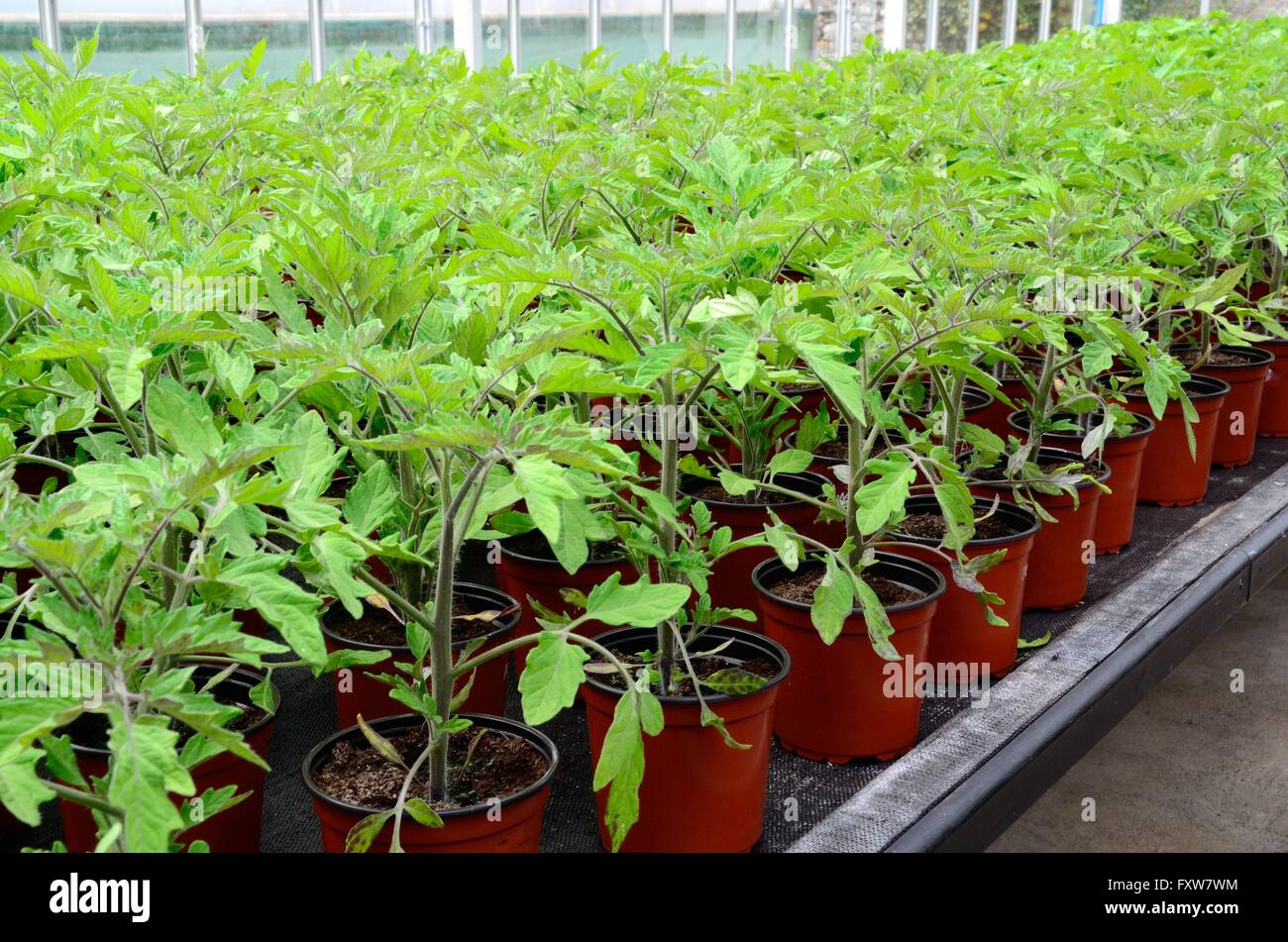 Misto di diverse varietà di piante di pomodoro che crescono in vasi in serra Foto Stock