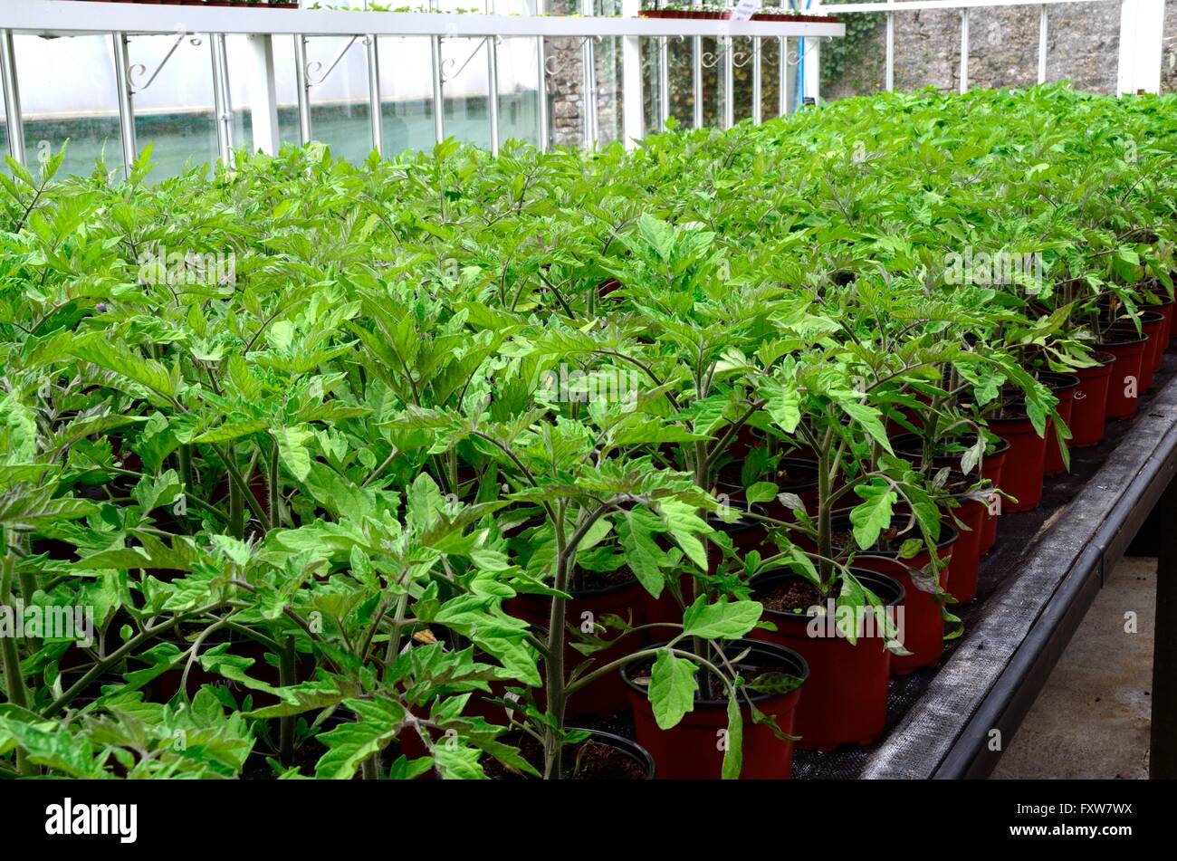 Misto di diverse varietà di piante di pomodoro che crescono in vasi in serra Foto Stock