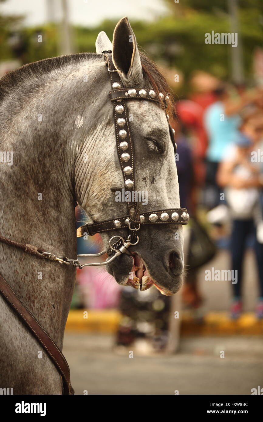 Cavallo in argento briglia chiodati su parade Foto Stock