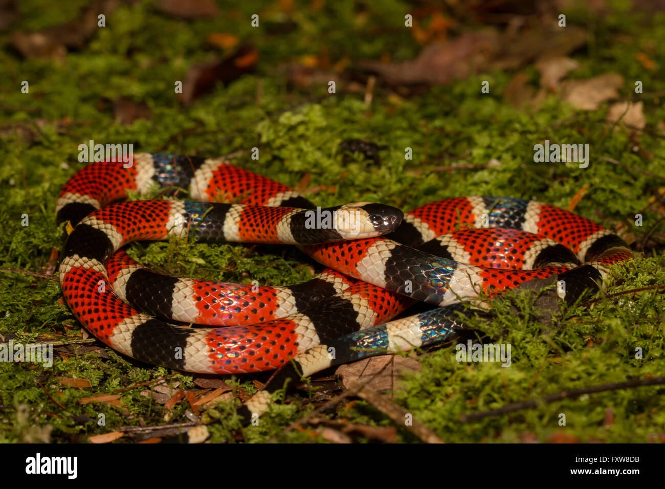 Allen del Serpente corallo - Micrurus alleni Foto Stock