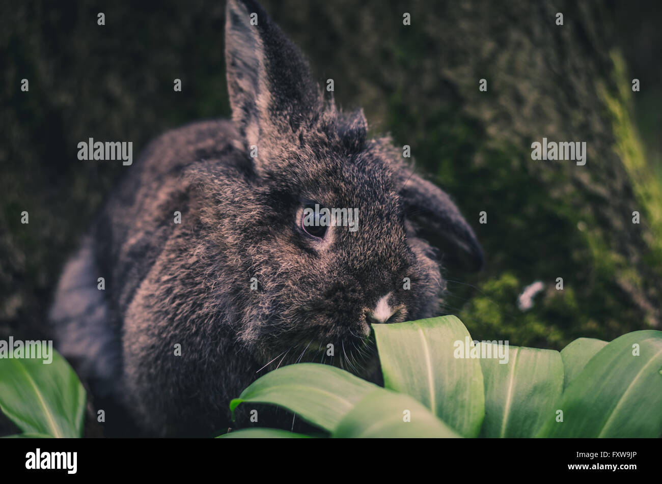 Carino coniglio grigio pet nella natura Foto Stock