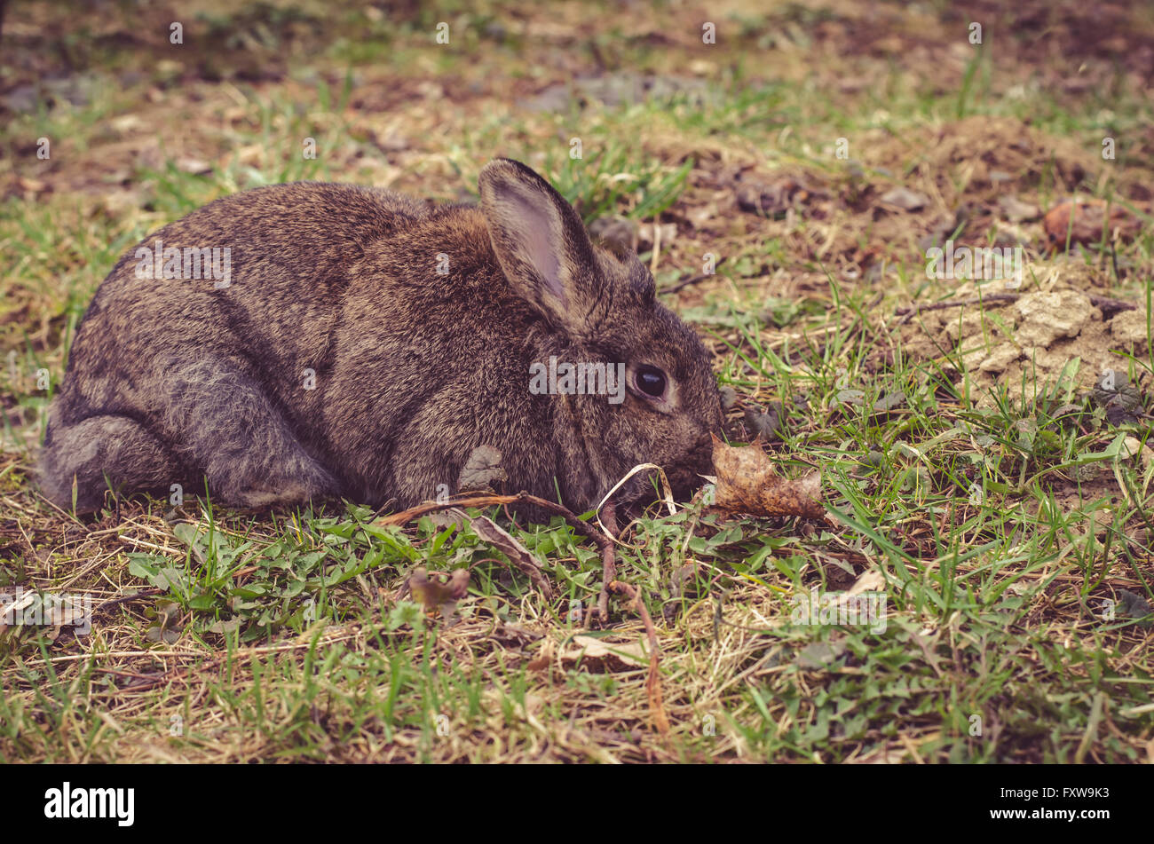 Carino coniglio grigio pet nella natura Foto Stock
