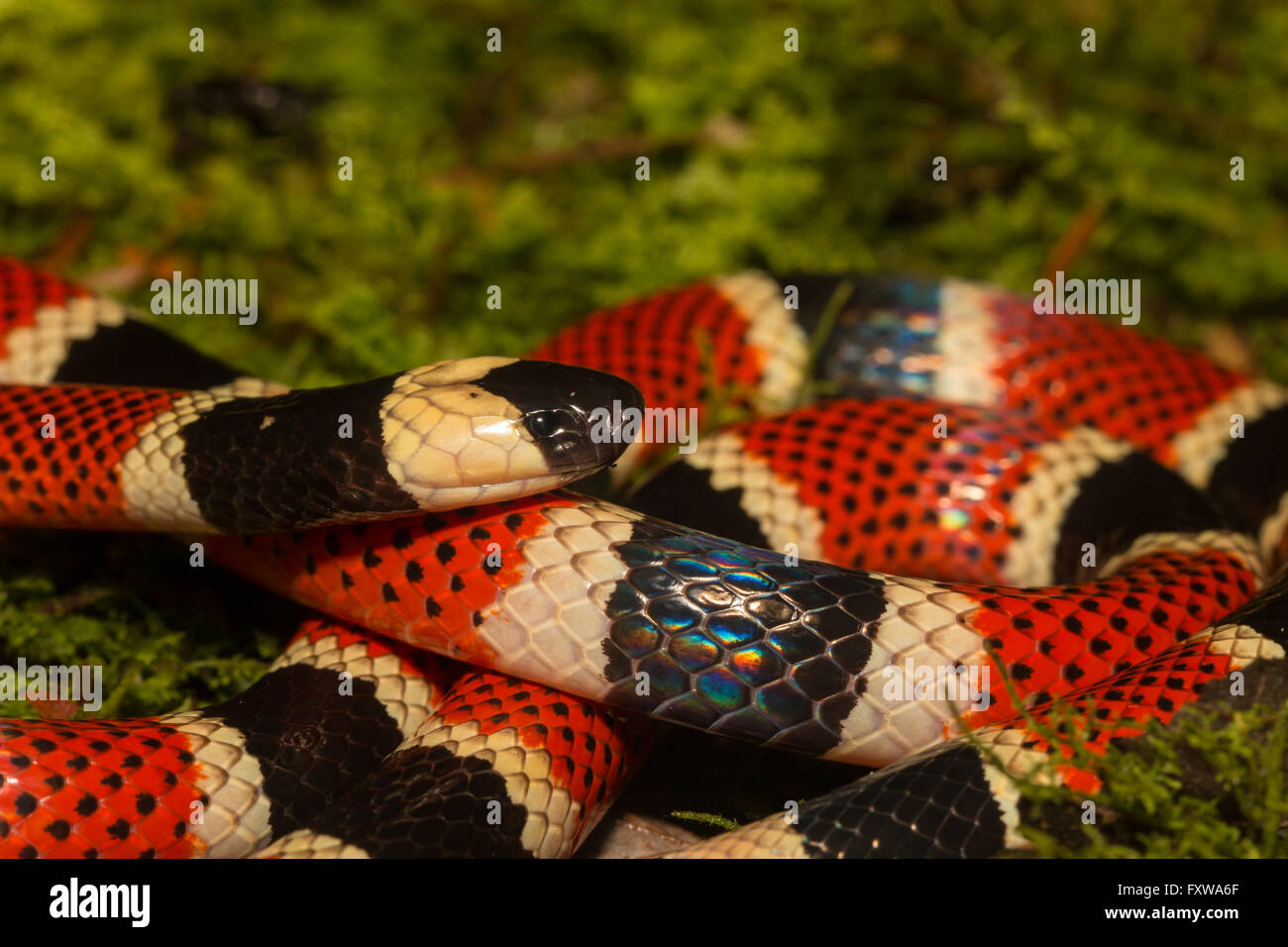 Allen del Serpente corallo - Micrurus alleni Foto Stock