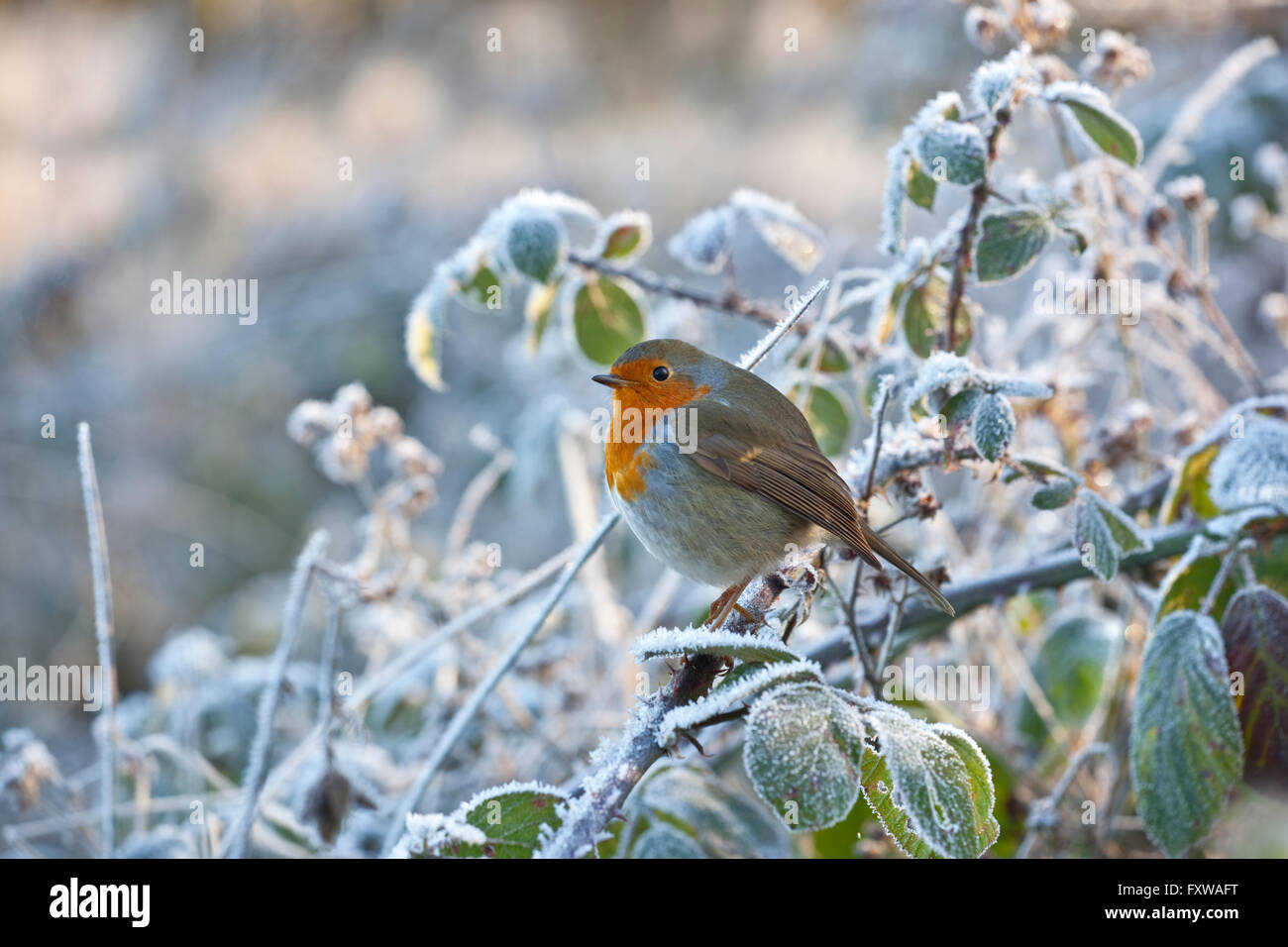 Robin Erithacus Rubecula nel gelo invernale Foto Stock