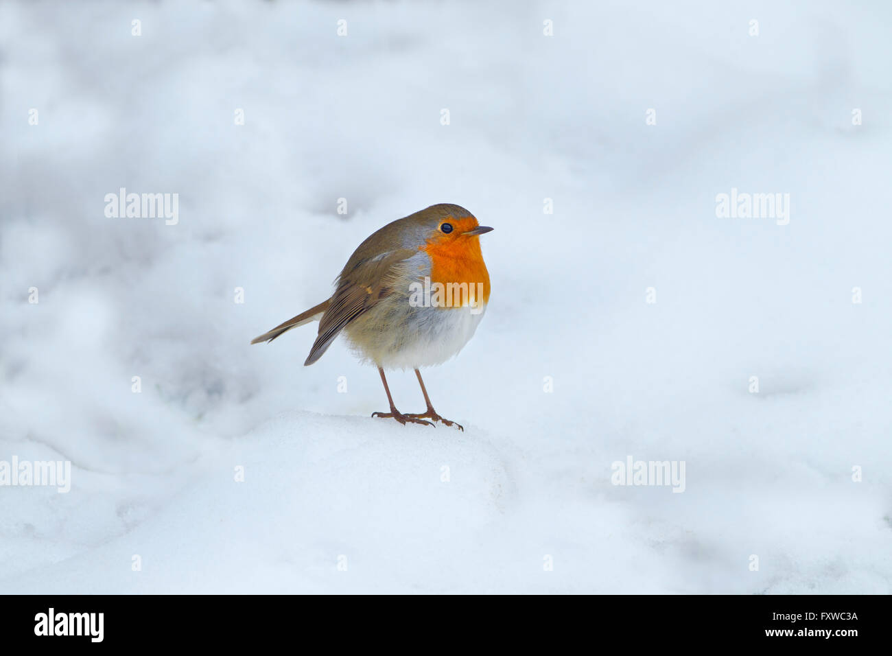 Robin Erithacus Rubecula sul terreno nella neve Foto Stock