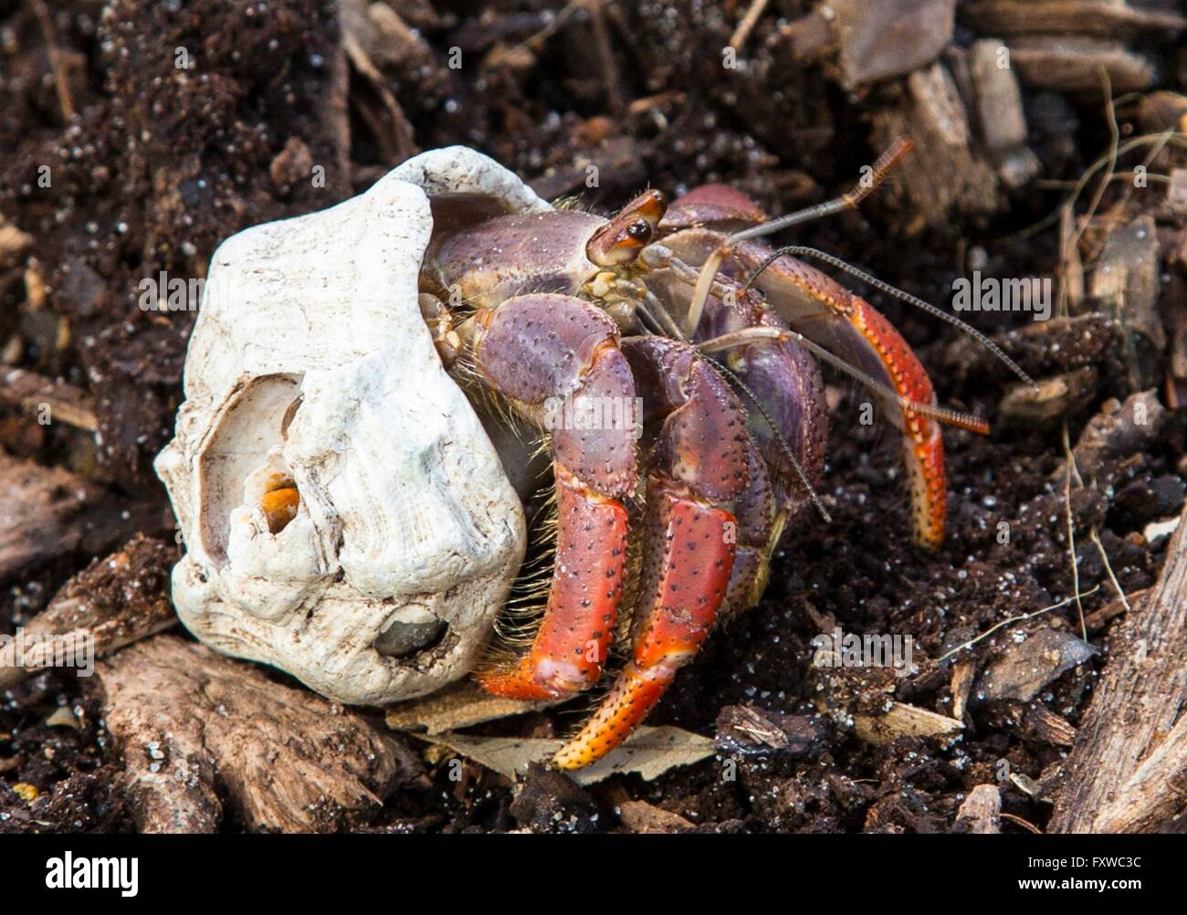 Un eremita dei Caraibi crab indossando un guscio in prestito presso Jupiter faro di Ingresso parco lungo il fiume Loxahatchee e Indian River Lagoon a Jupiter, Florida. Foto Stock