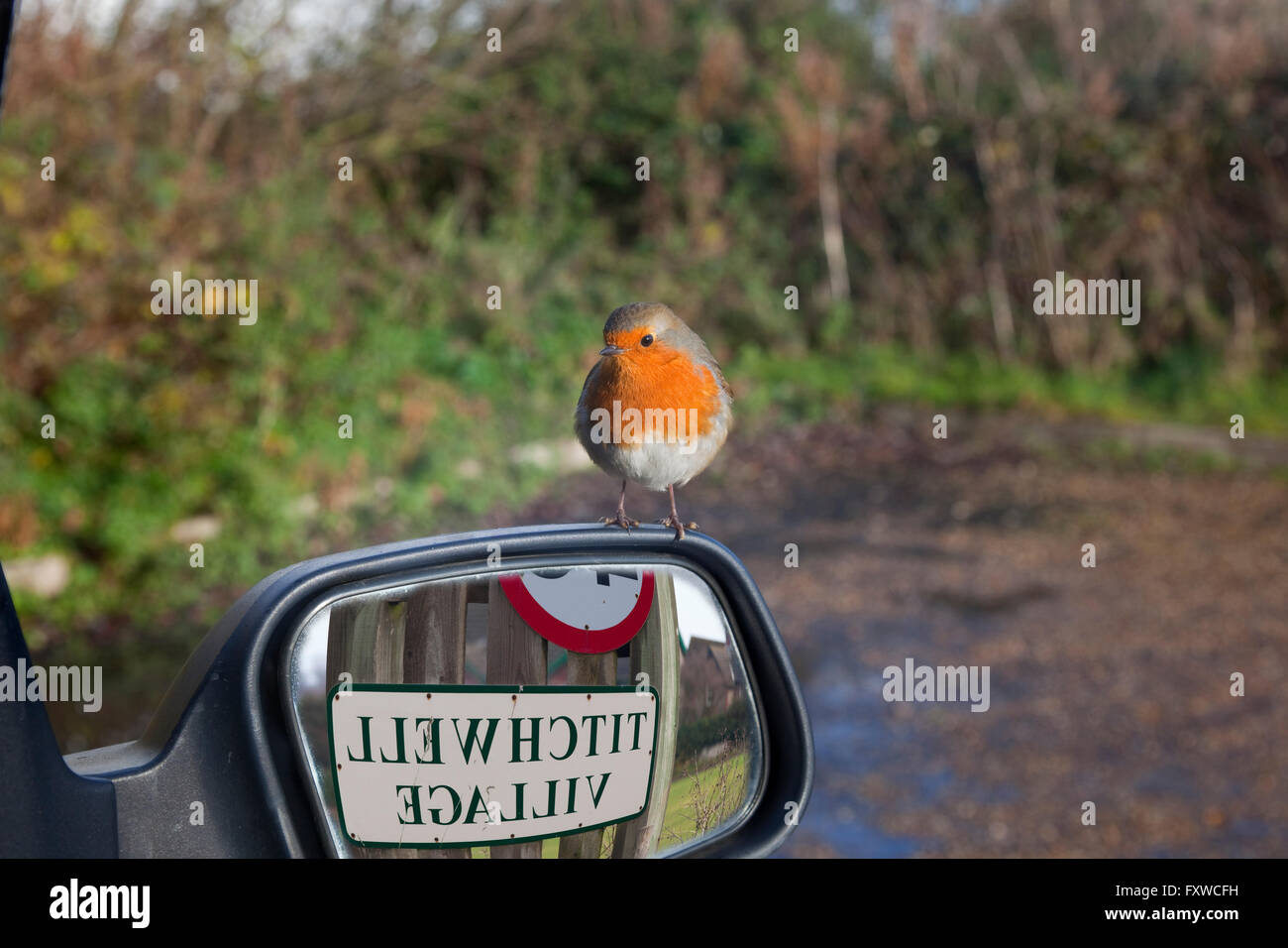 Robin Erithacus rubecula su auto specchietto laterale Foto Stock