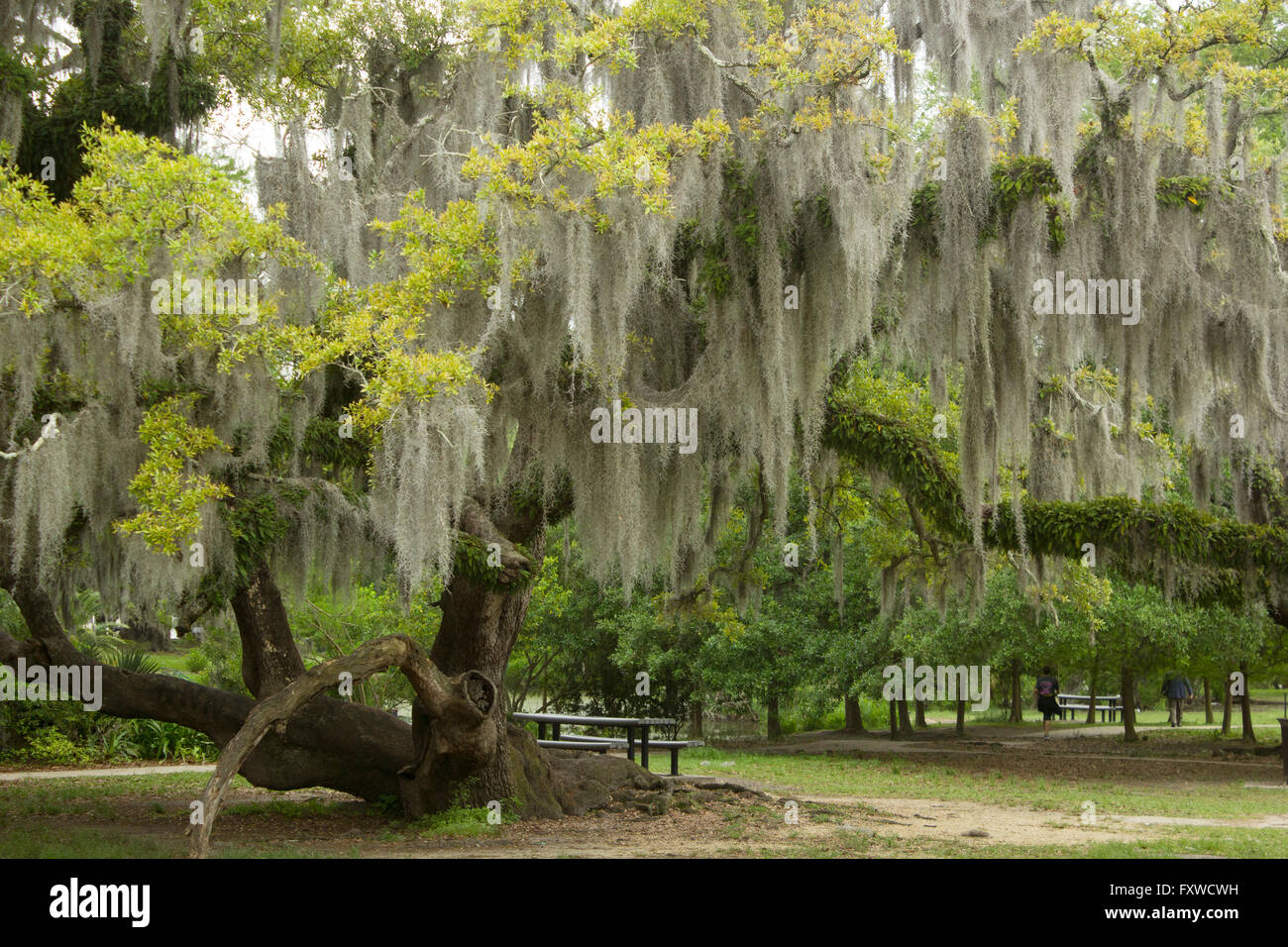 A 200 anni di vivere quercia drappeggiati con muschio Spagnolo in New Orleans' parco della città. Foto Stock