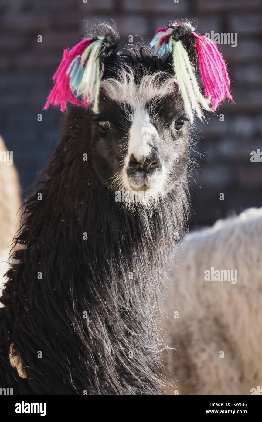 La fauna della Bolivia - 20/08/2013 - Bolivia / Altiplano - Lama e alpagas - Sandrine Huet / Le Pictorium Foto Stock