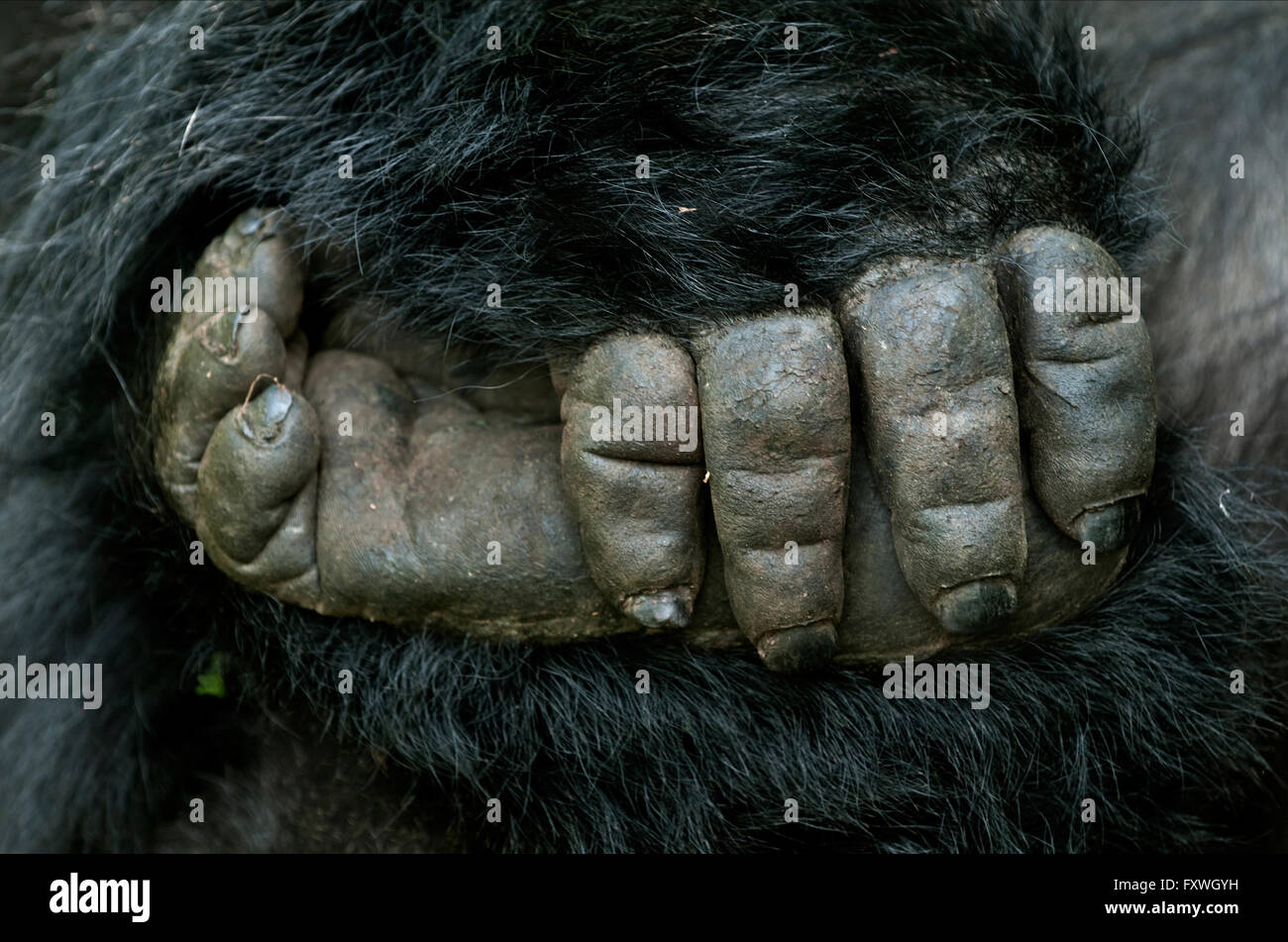 Close up di un gorilla mano che tiene il suo piede. Gorilla di Montagna dal gruppo Hirwa nel Parco Nazionale dei Vulcani Ruanda Foto Stock