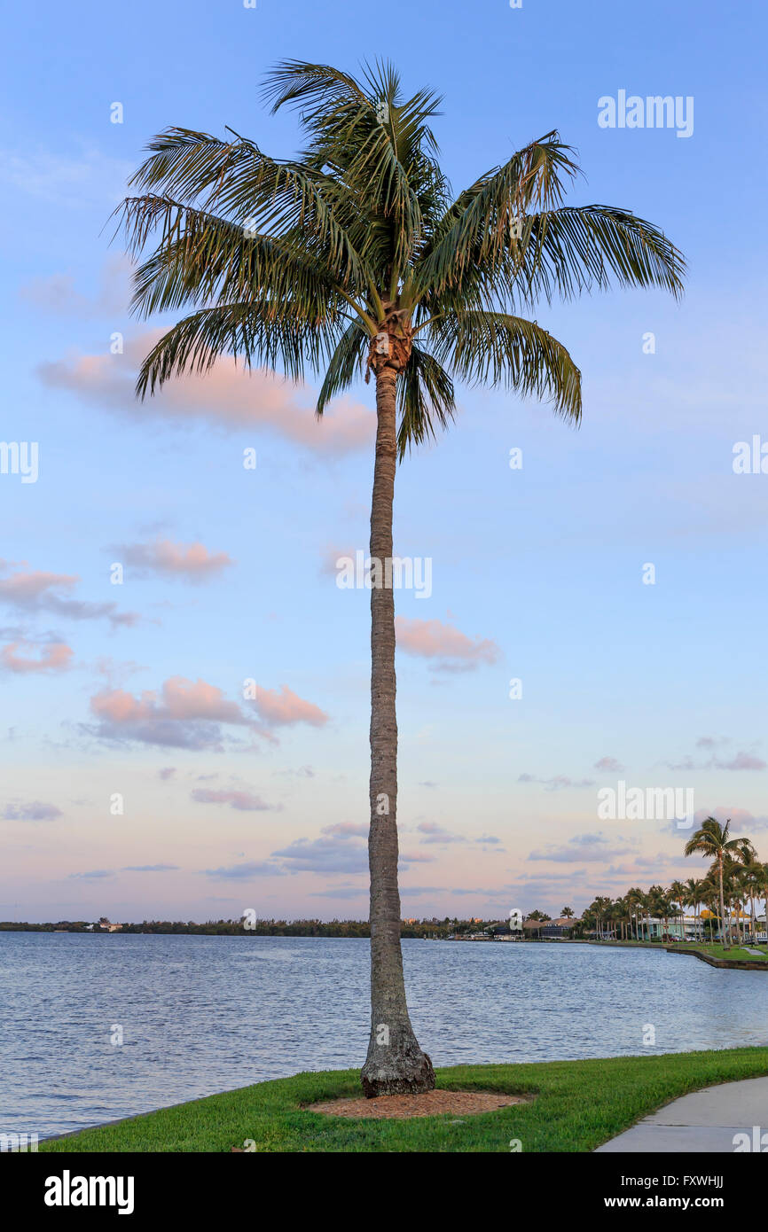 Un albero di palme al tramonto in Florida. Foto Stock