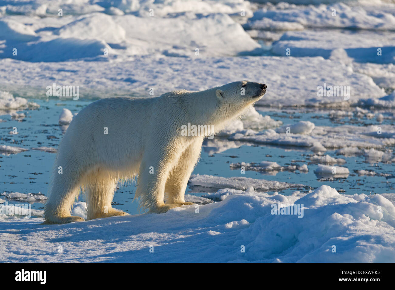 Lone orso polare sniffing l'aria come ha fatto il suo modo attraverso i ghiacci della nostra nave in Svalbard Foto Stock
