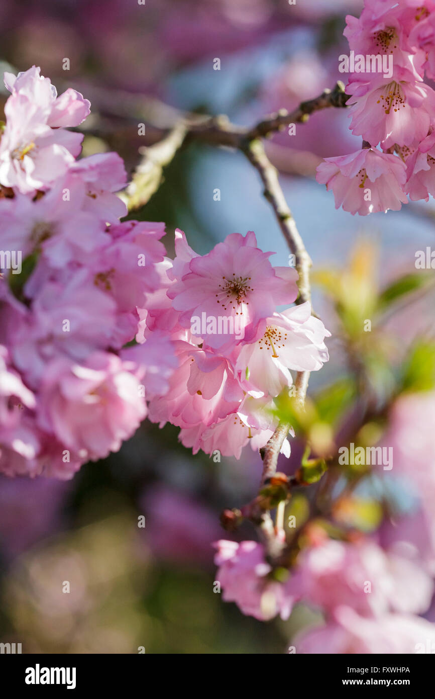Cherry Tree Blossom - Prunus entusiastico sostegno Foto Stock