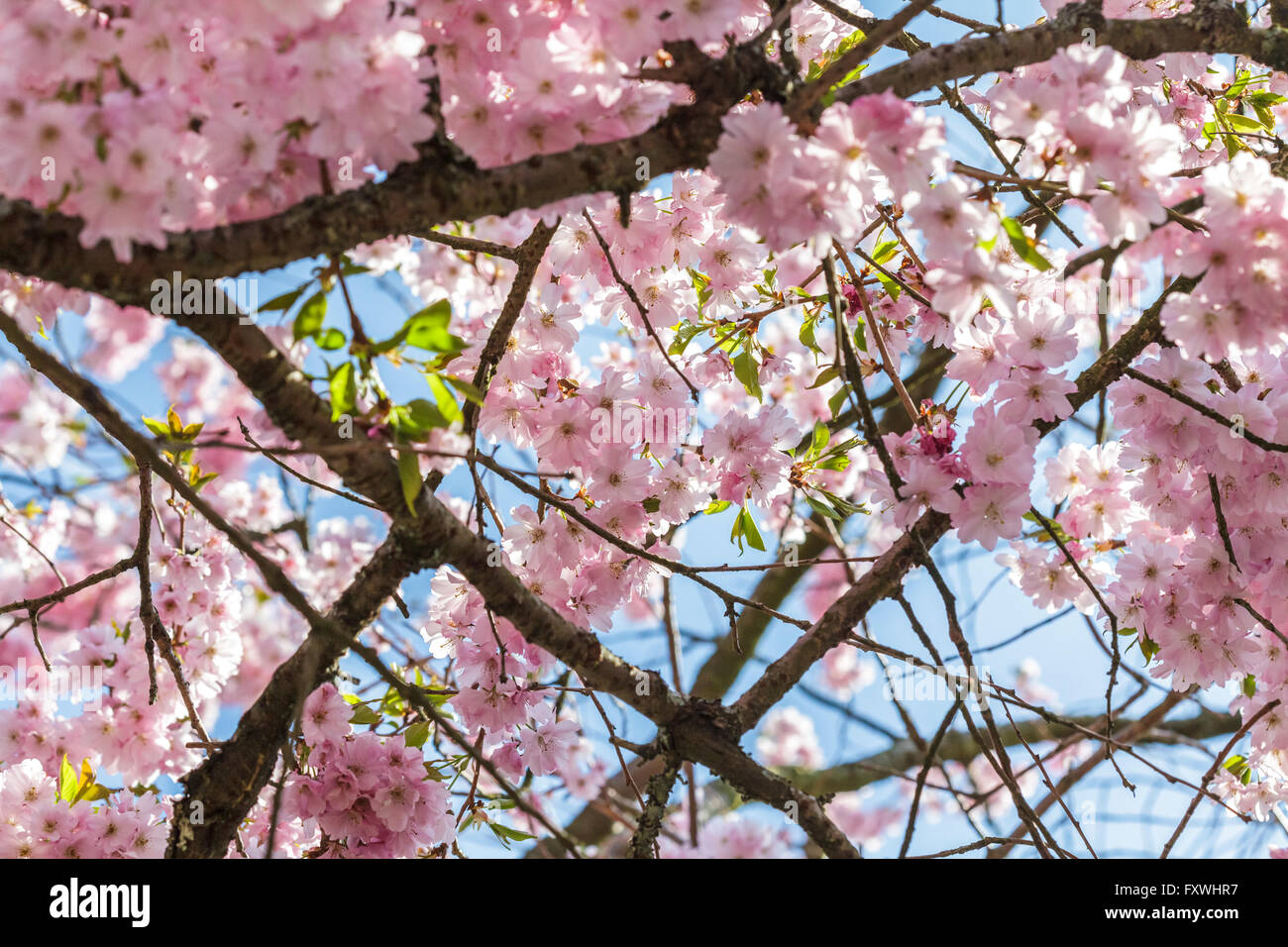 Cherry Tree Blossom - Prunus entusiastico sostegno Foto Stock