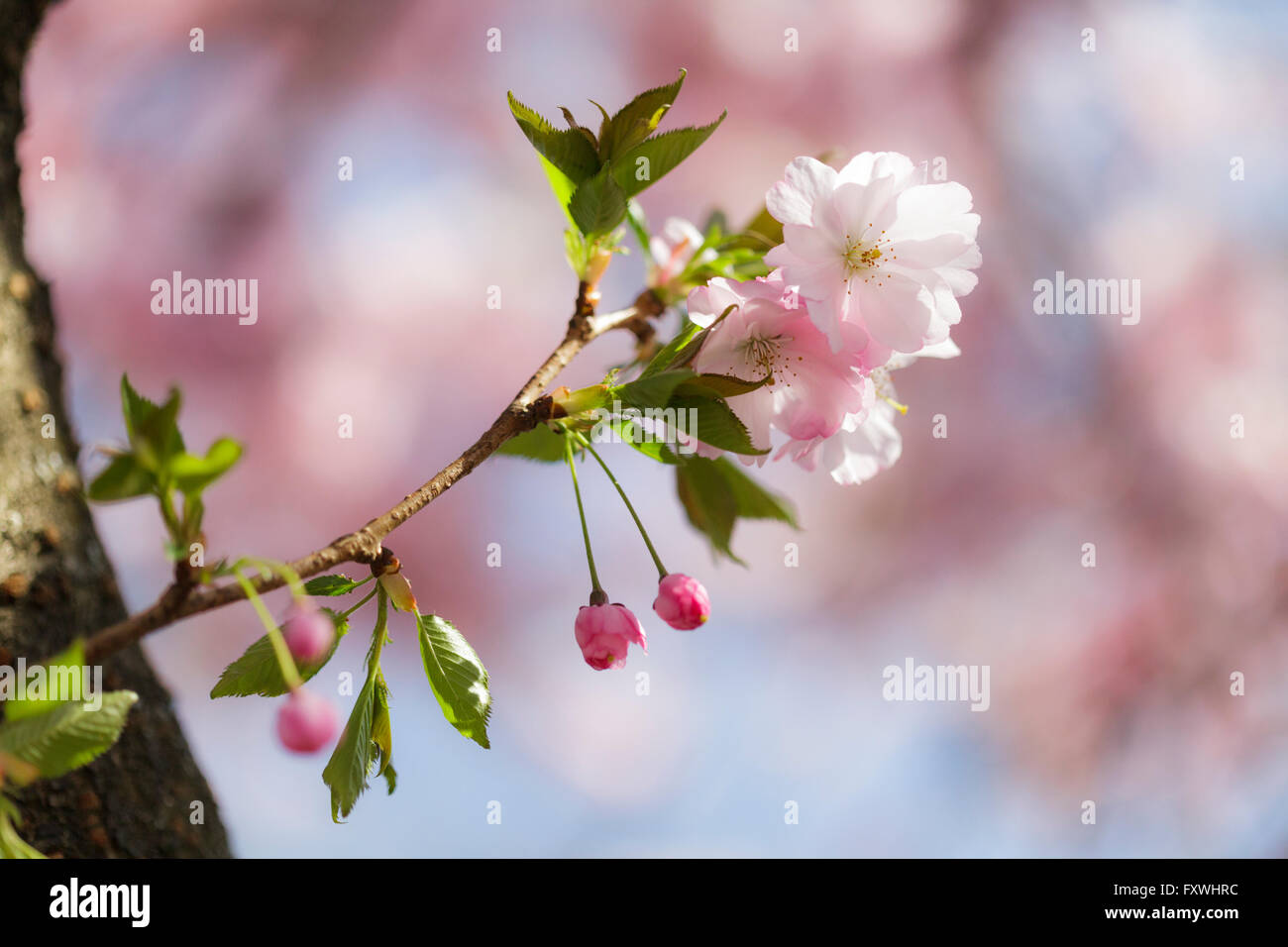 Cherry Tree Blossom - Prunus entusiastico sostegno Foto Stock