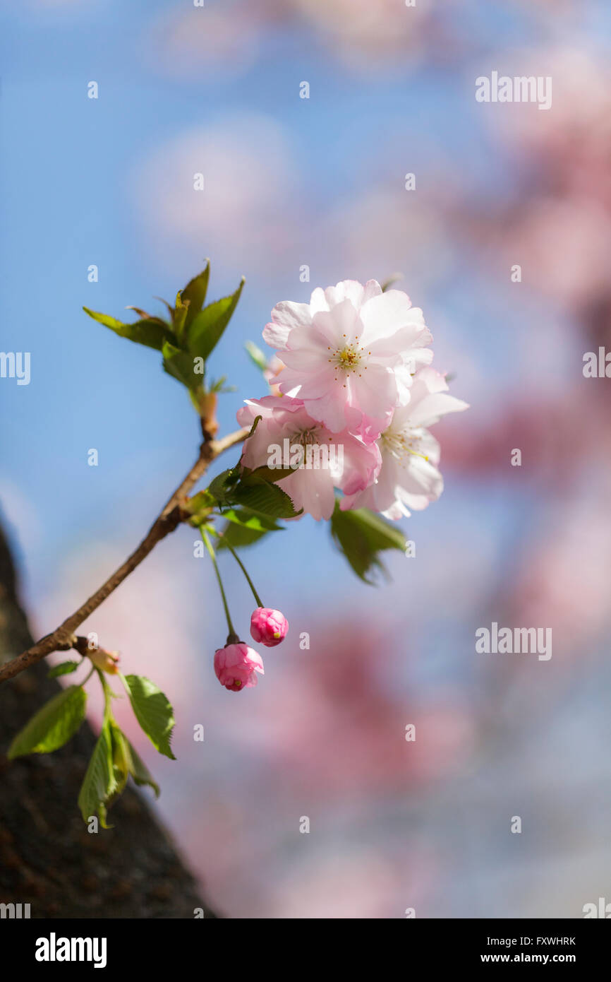 Cherry Tree Blossom - Prunus entusiastico sostegno Foto Stock