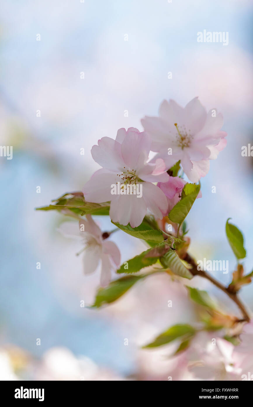 Cherry Tree Blossom - Prunus entusiastico sostegno Foto Stock