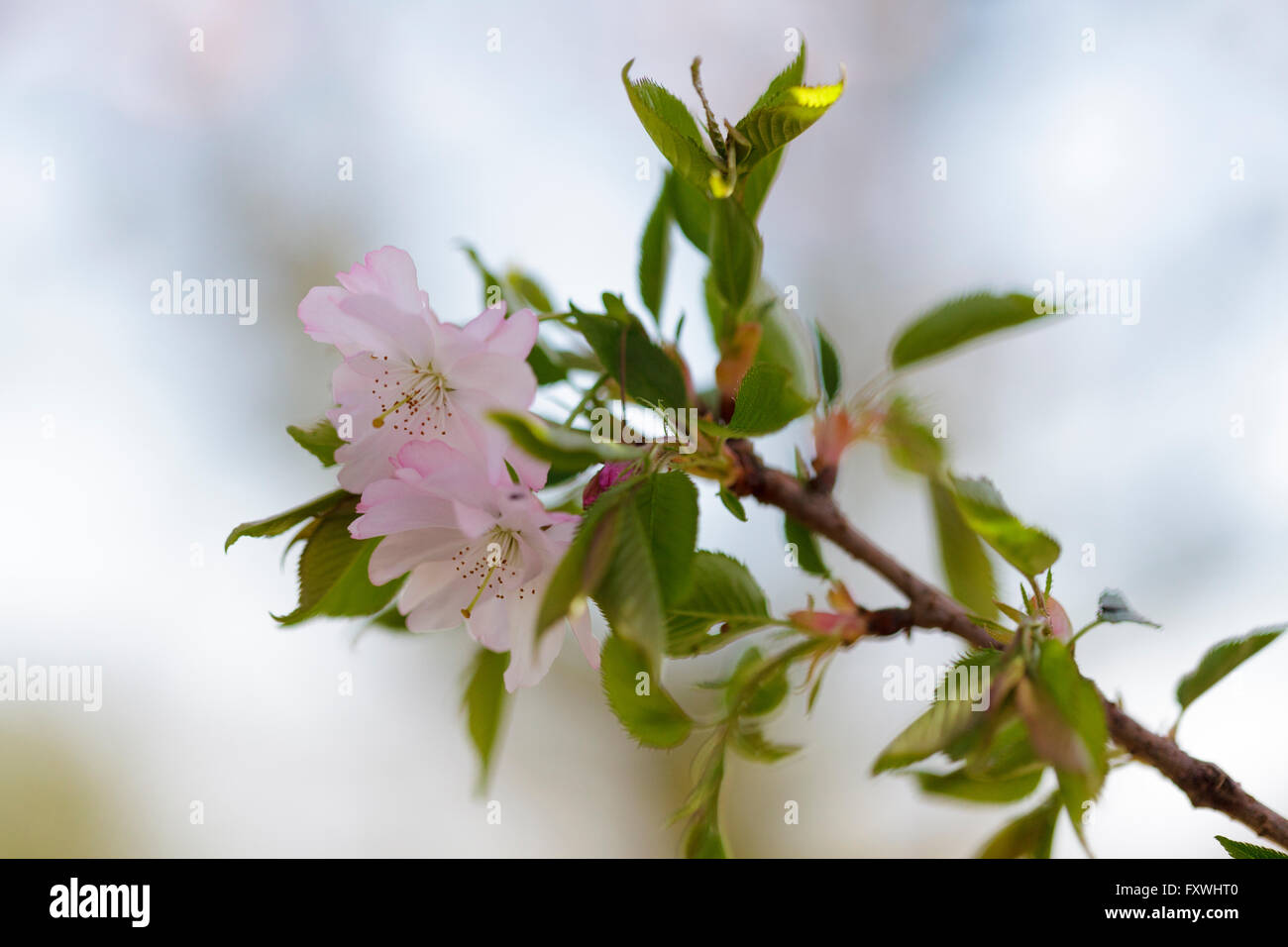 Cherry Tree Blossom - Prunus entusiastico sostegno Foto Stock