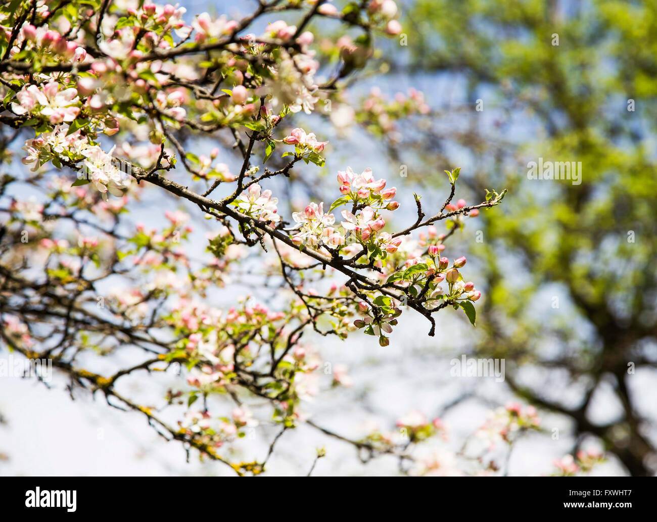 Molla albero di apple blossoms, bellissimi fiori rosa e bianchi Foto Stock