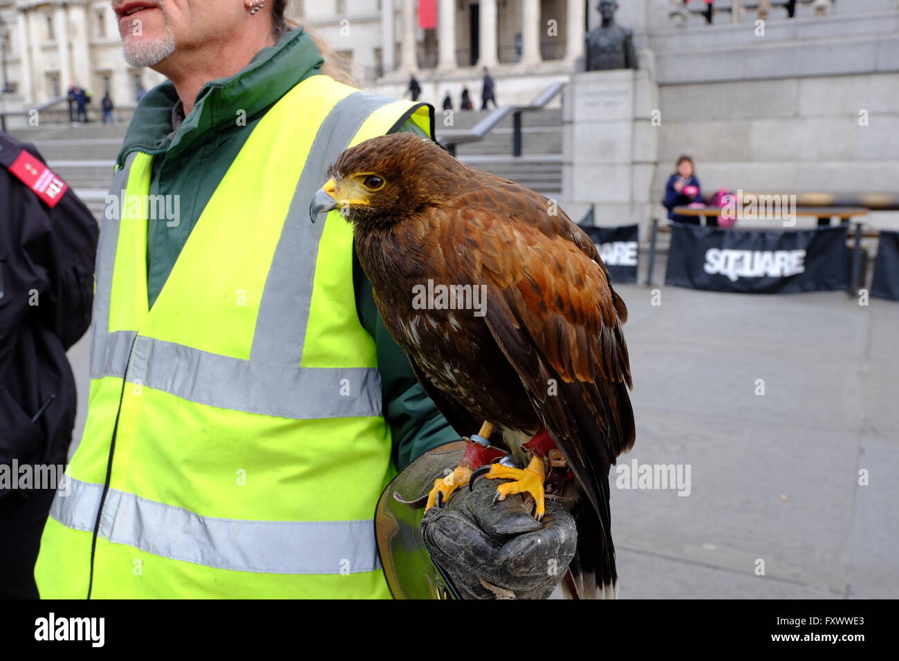 Londra, Regno Unito. Xix Apr, 2016. Lemmie Harris Hawk, il cui compito è quello di dissuadere i piccioni, in Trafalgar Square Credit: Londonphotos/Alamy Live News Foto Stock